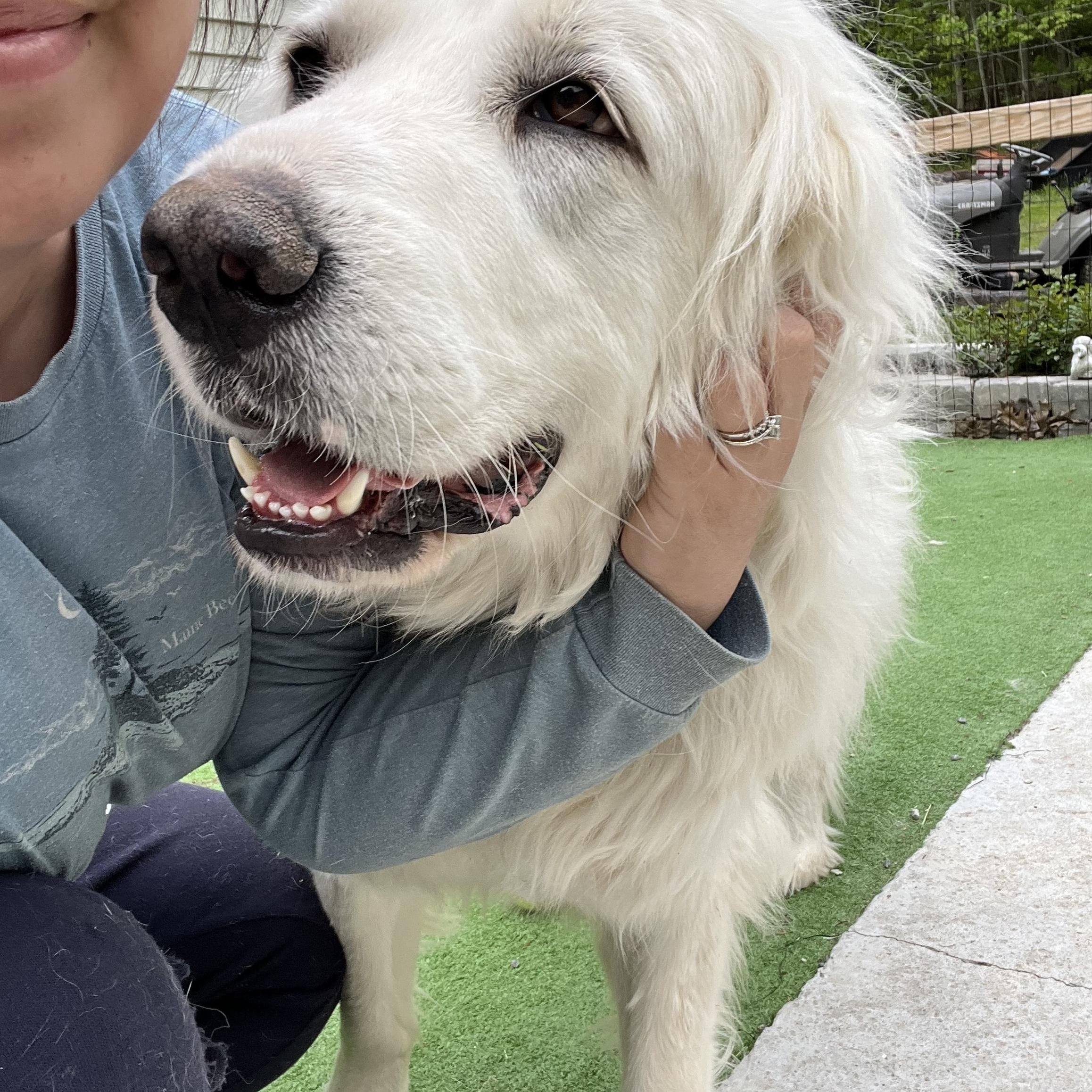 Mary, an adopted Great Pyrenees in Bowdoin, ME image 6/6