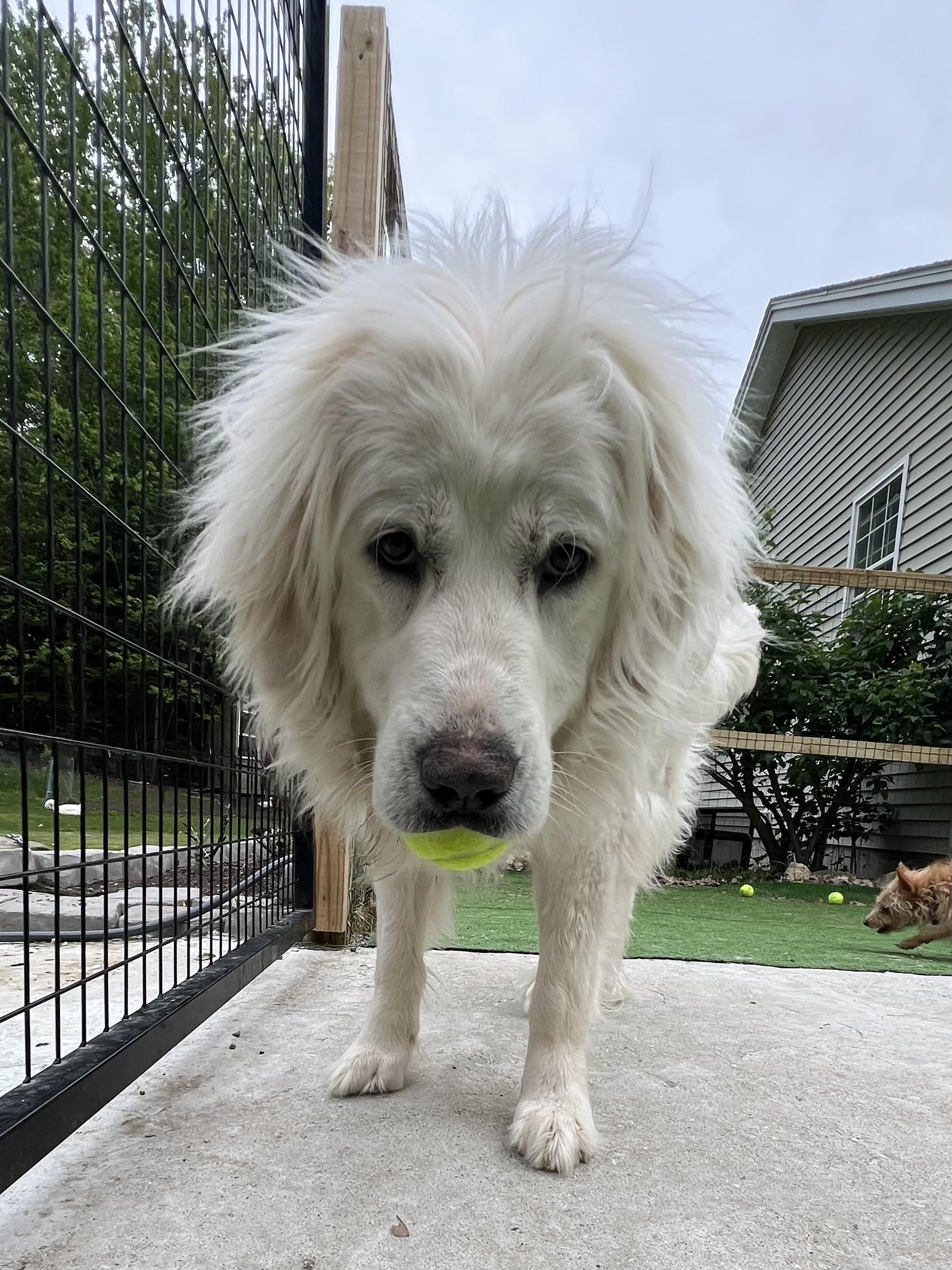 Mary, an adopted Great Pyrenees in Bowdoin, ME image 1/6
