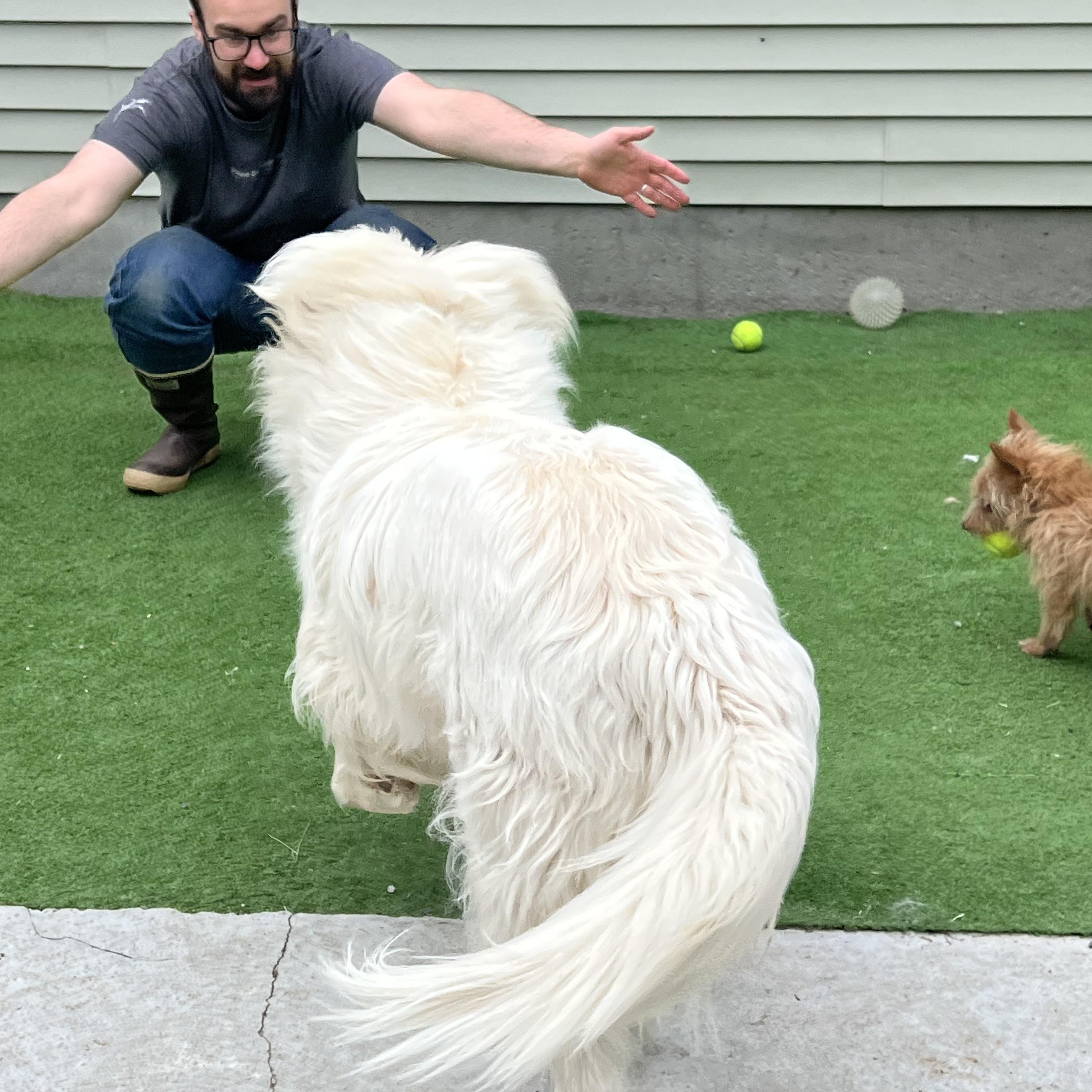 Mary, an adopted Great Pyrenees in Bowdoin, ME image 5/6