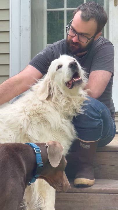 Enlarge Mary, an adopted Great Pyrenees in Bowdoin, ME video 2/6