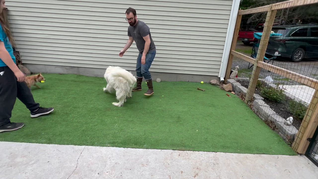 Enlarge Mary, an adopted Great Pyrenees in Bowdoin, ME video 3/6