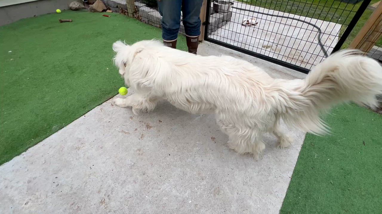 Enlarge Mary, an adopted Great Pyrenees in Bowdoin, ME video 4/6