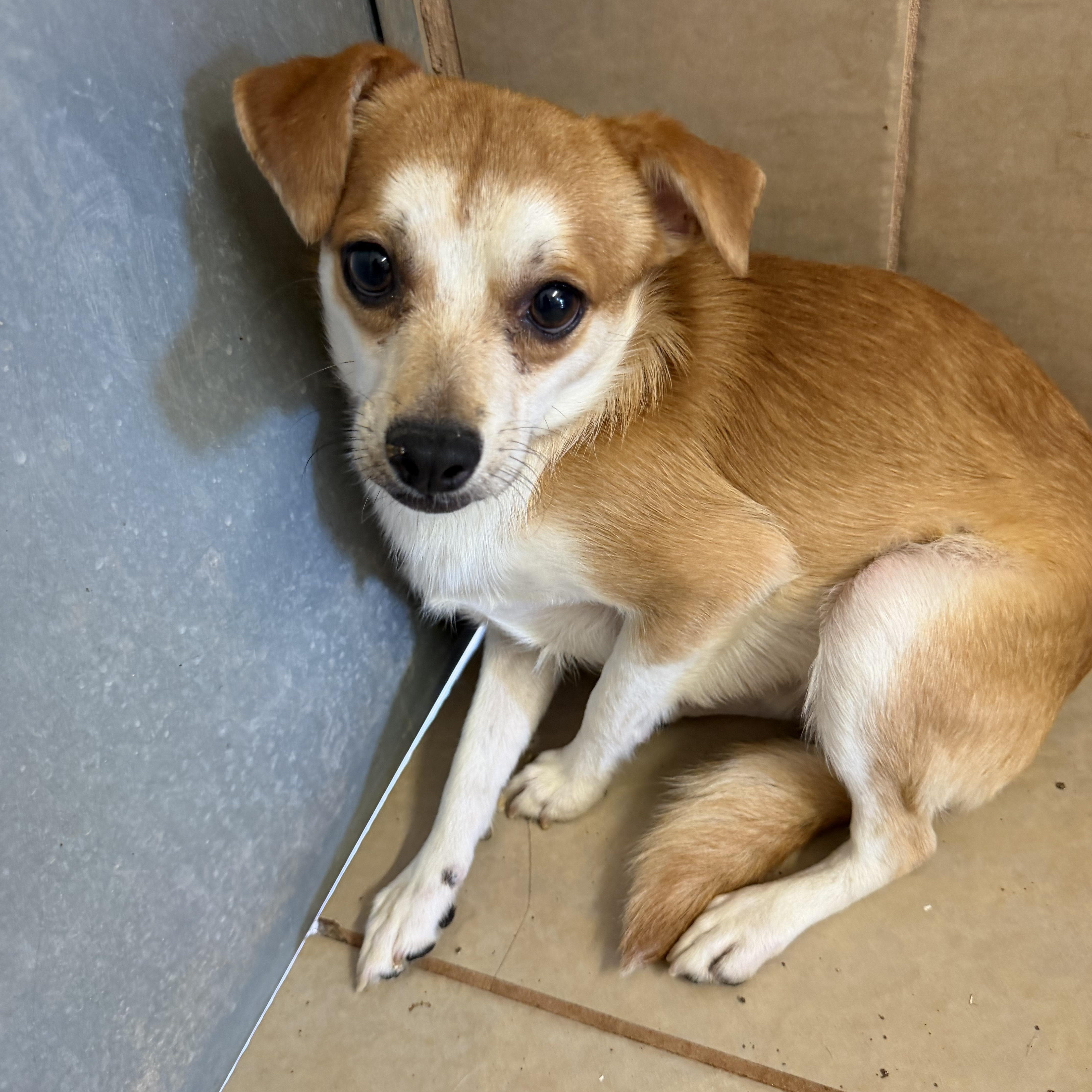 Cal, ADOPTABLE, Young Male Chihuahua & Jack Russell Terrier.