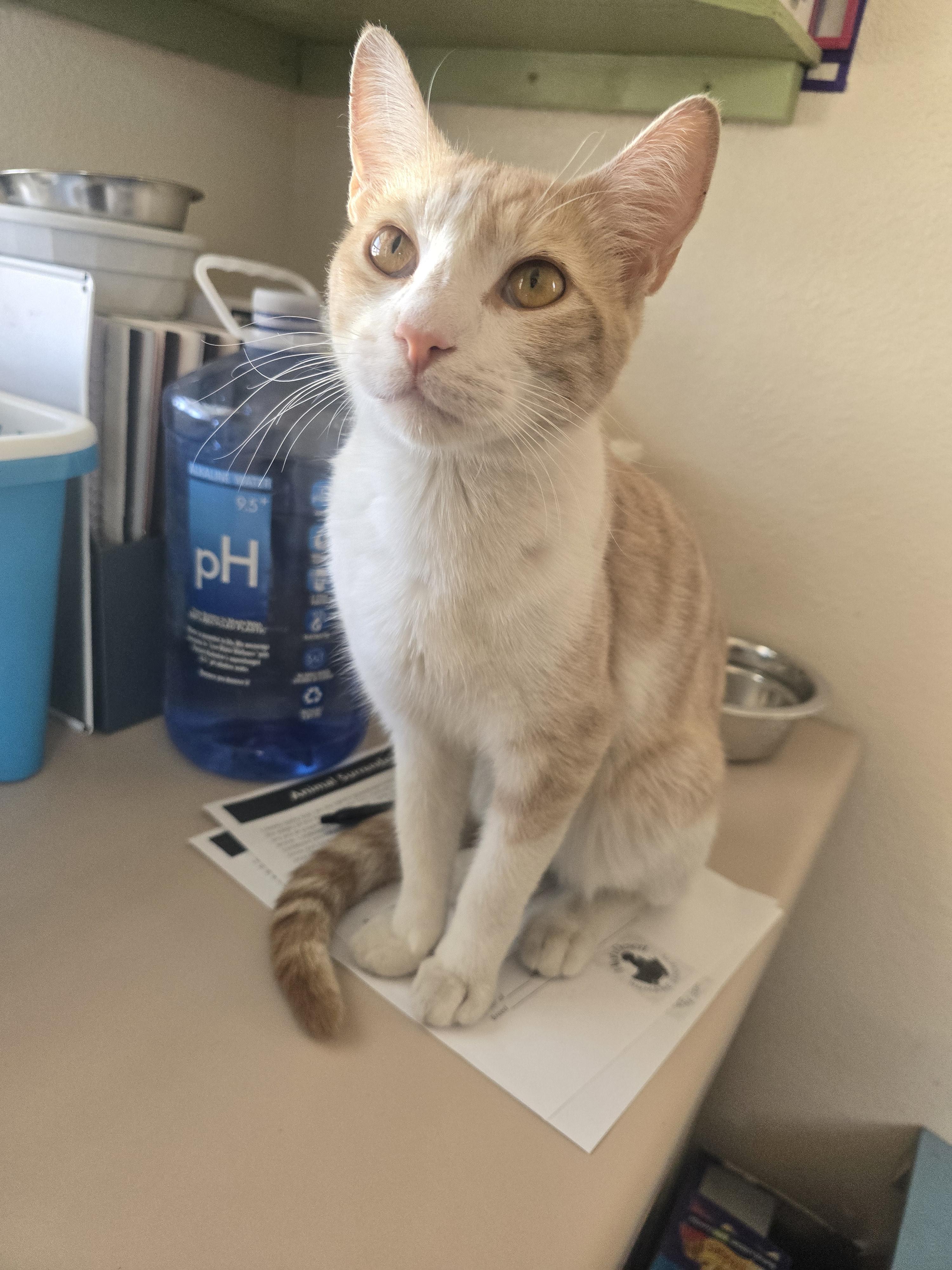 Cheddar Bob, Adoptable, Adult Male Domestic Short Hair.