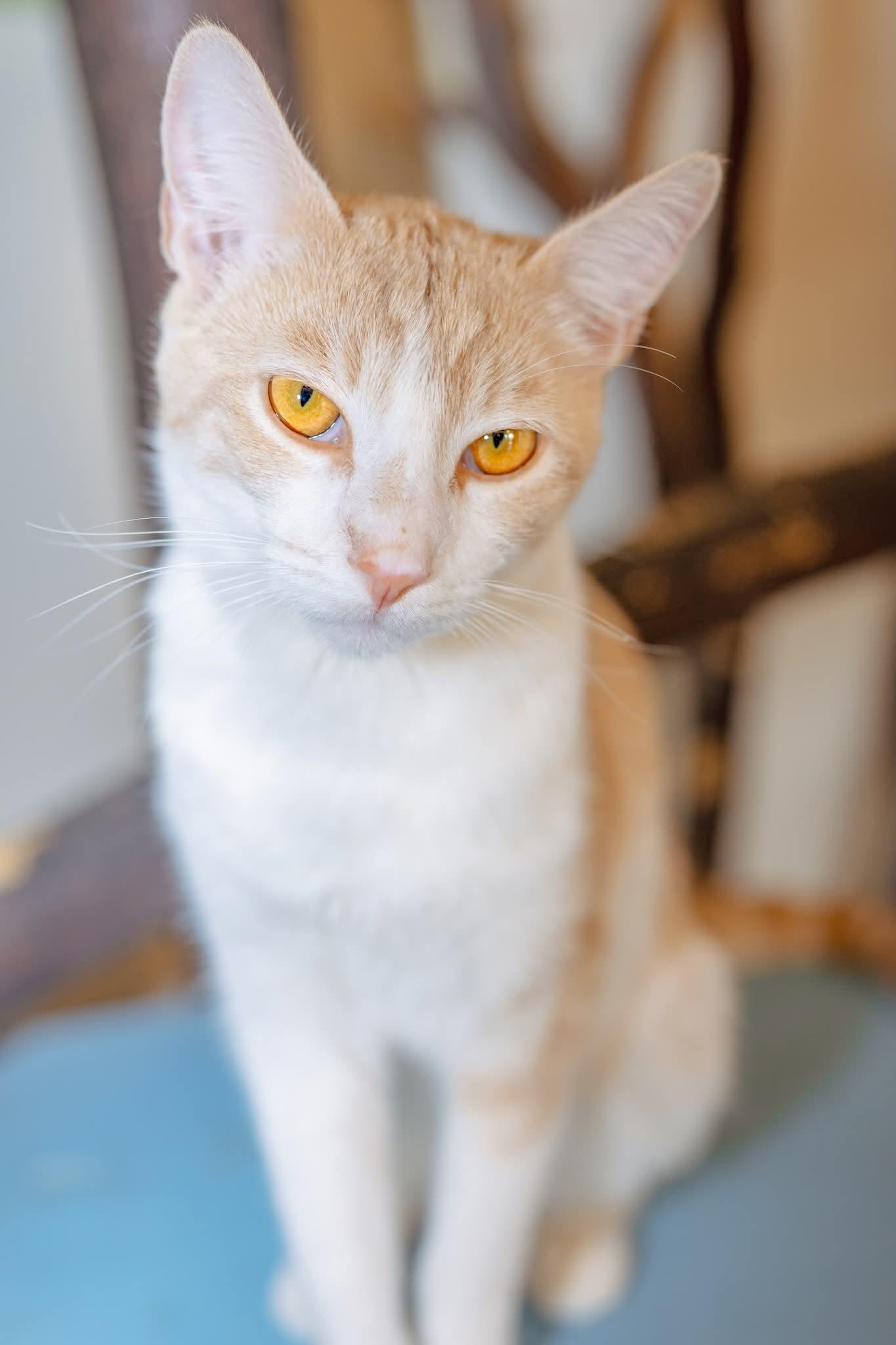 Enlarge Cheddar Bob, a Adoptable Domestic Short Hair in Globe, AZ image 1/1