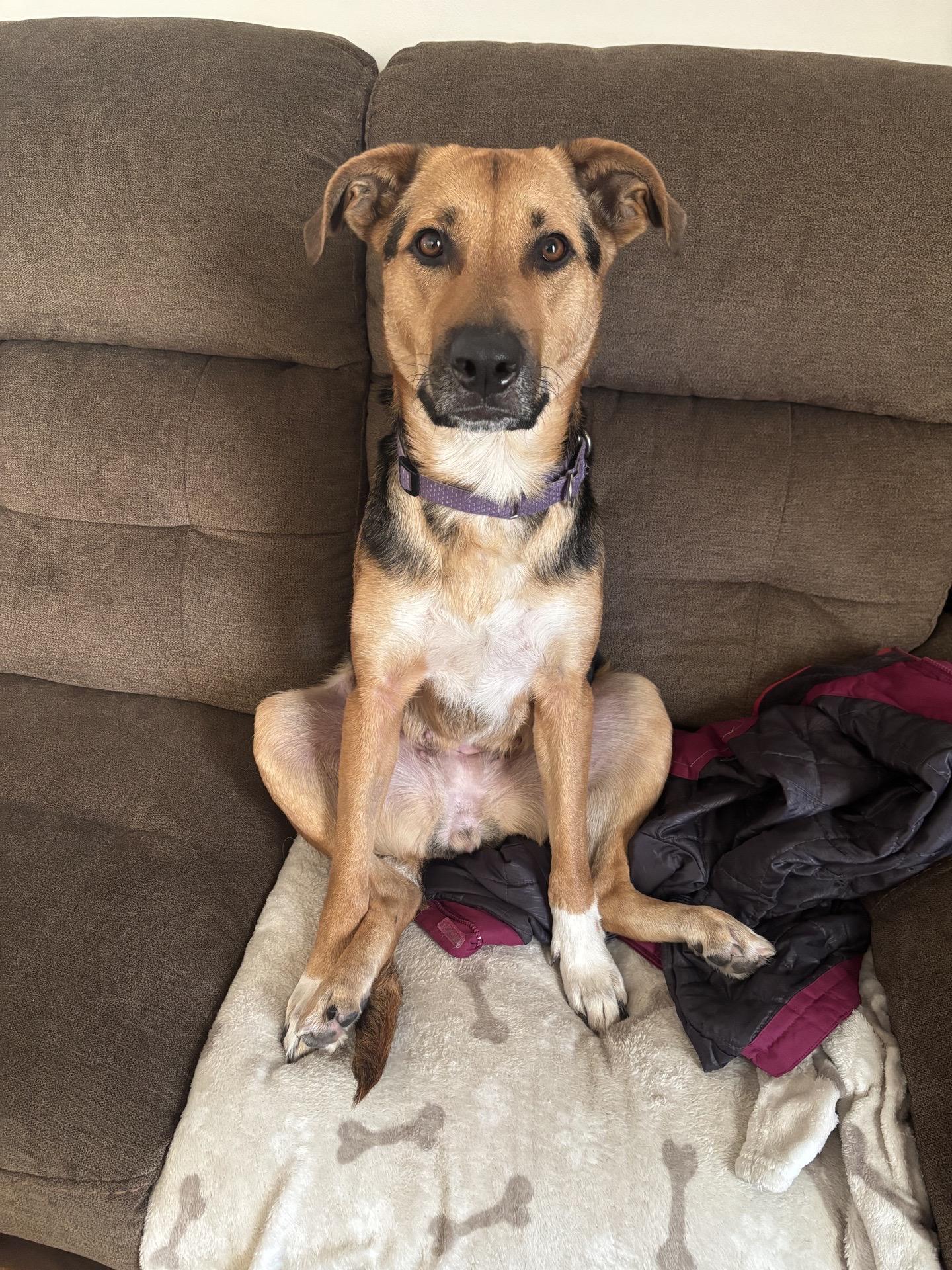 Leilani, a Adoptable mixed breed in Oswego, IL image 2/6