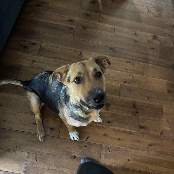 Leilani, a Adoptable mixed breed in Oswego, IL image 4/6