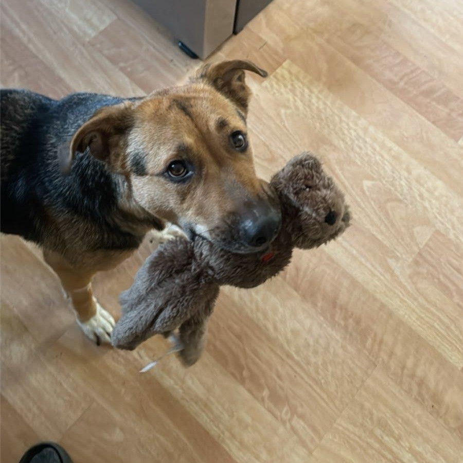 Leilani, a Adoptable mixed breed in Oswego, IL image 1/6