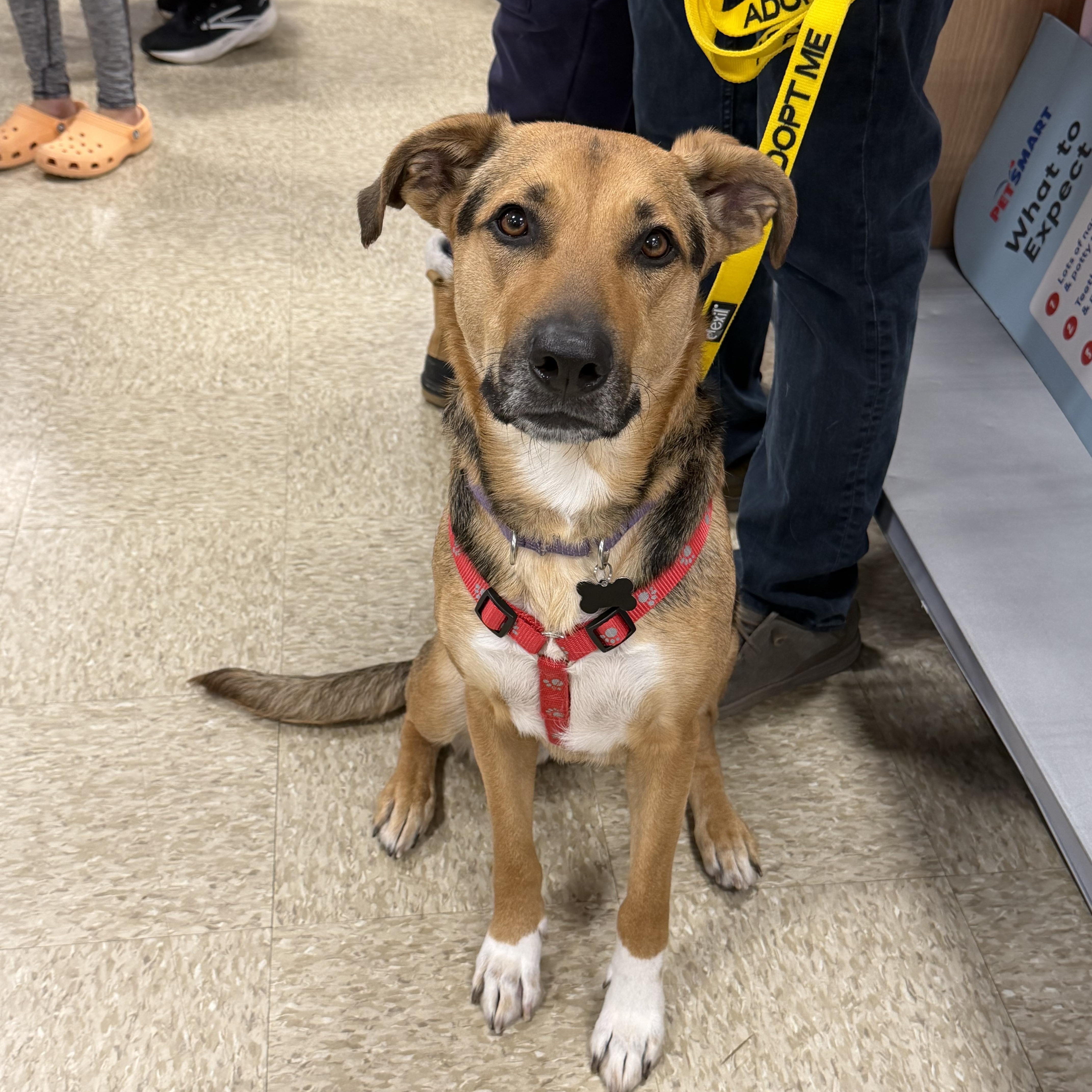 Enlarge Leilani, a Adoptable mixed breed in Oswego, IL image 6/6