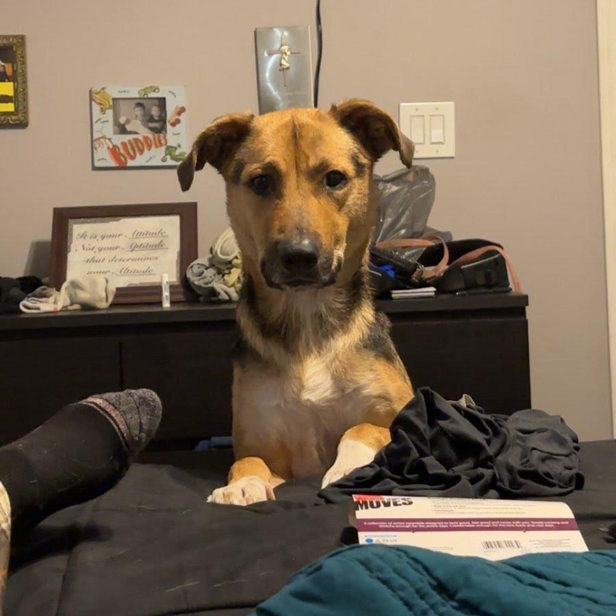 Leilani, a Adoptable mixed breed in Oswego, IL image 5/6