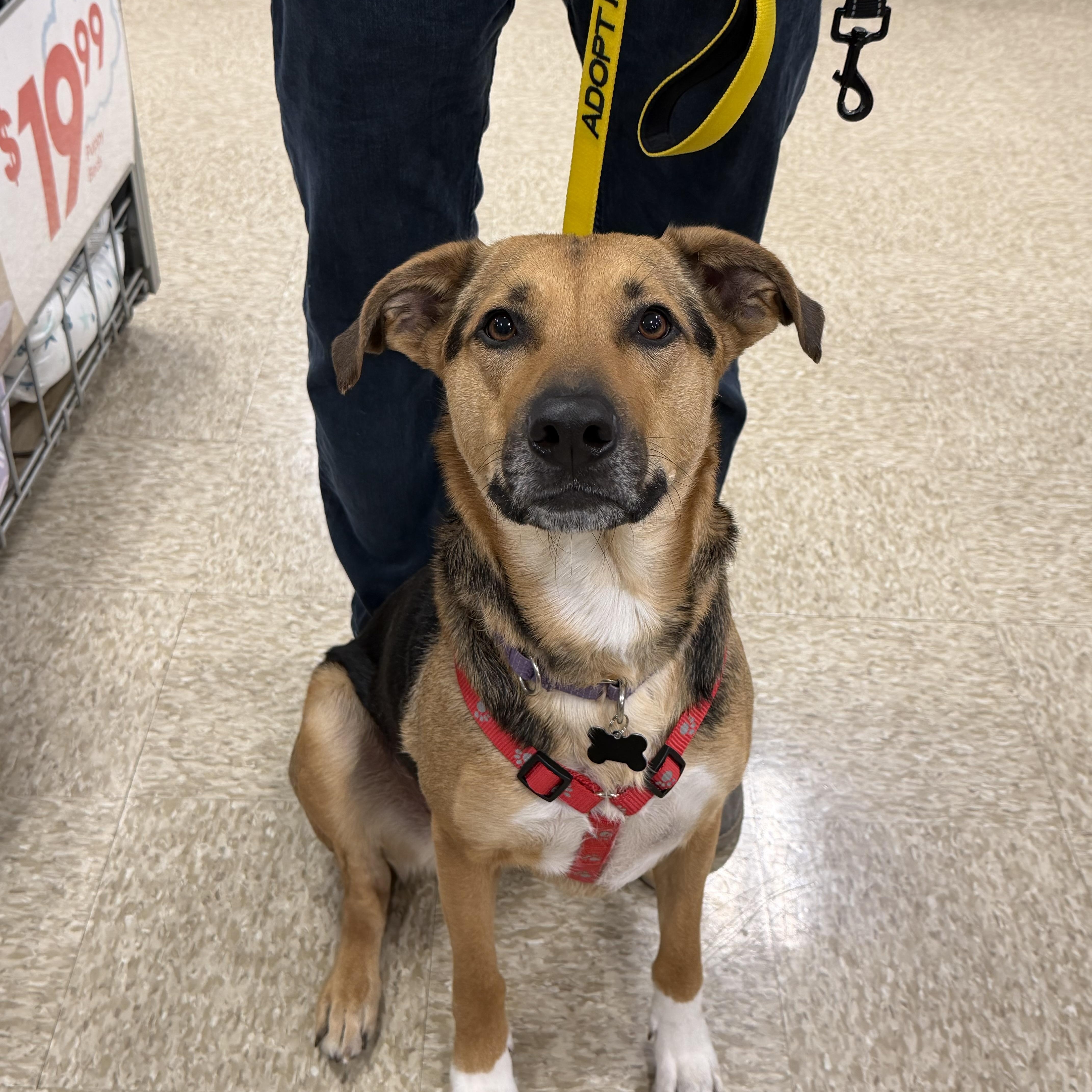 Leilani, Adoptable, Adult Female Shepherd & Terrier.