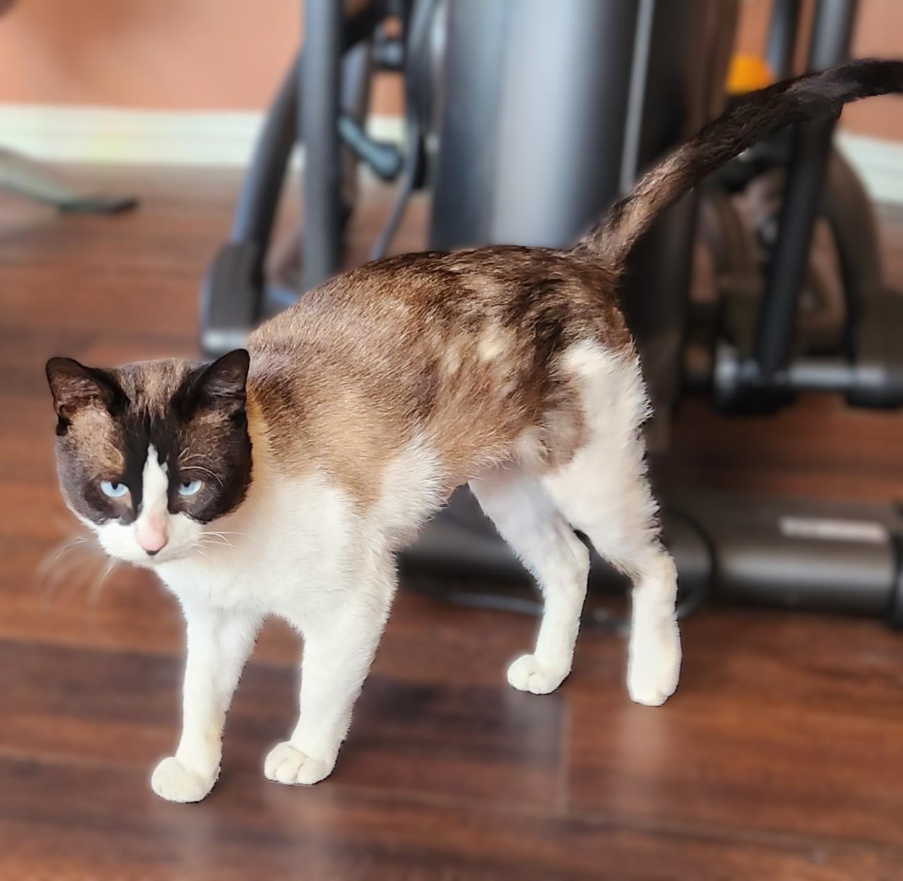 Enlarge Bandito (Snowshoe Siamese), a Adoptable mixed breed in Allen, TX image 5/6