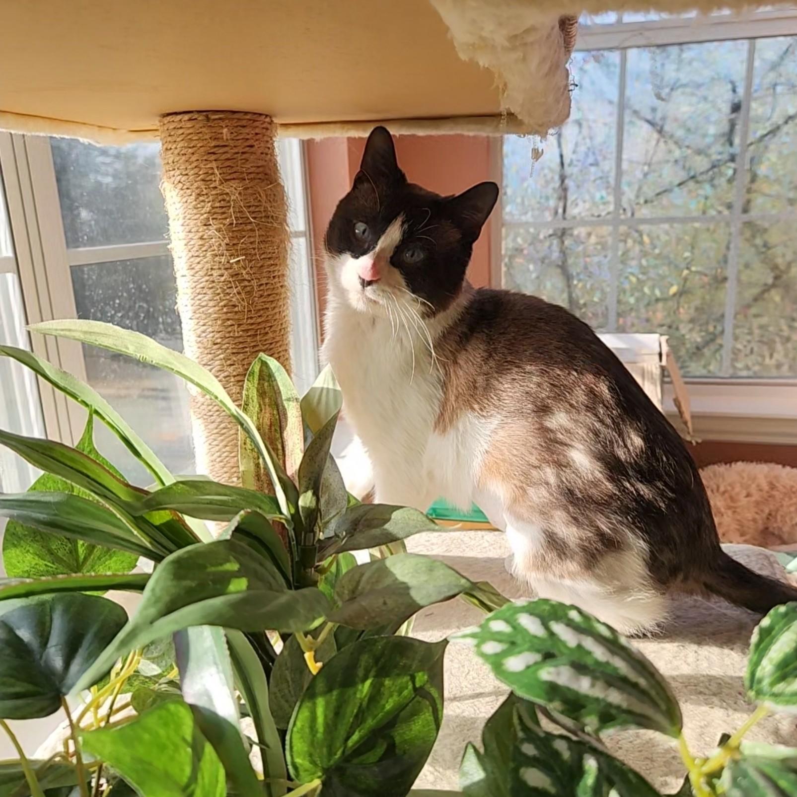 Enlarge Bandito (Snowshoe Siamese), a Adoptable mixed breed in Allen, TX image 3/6