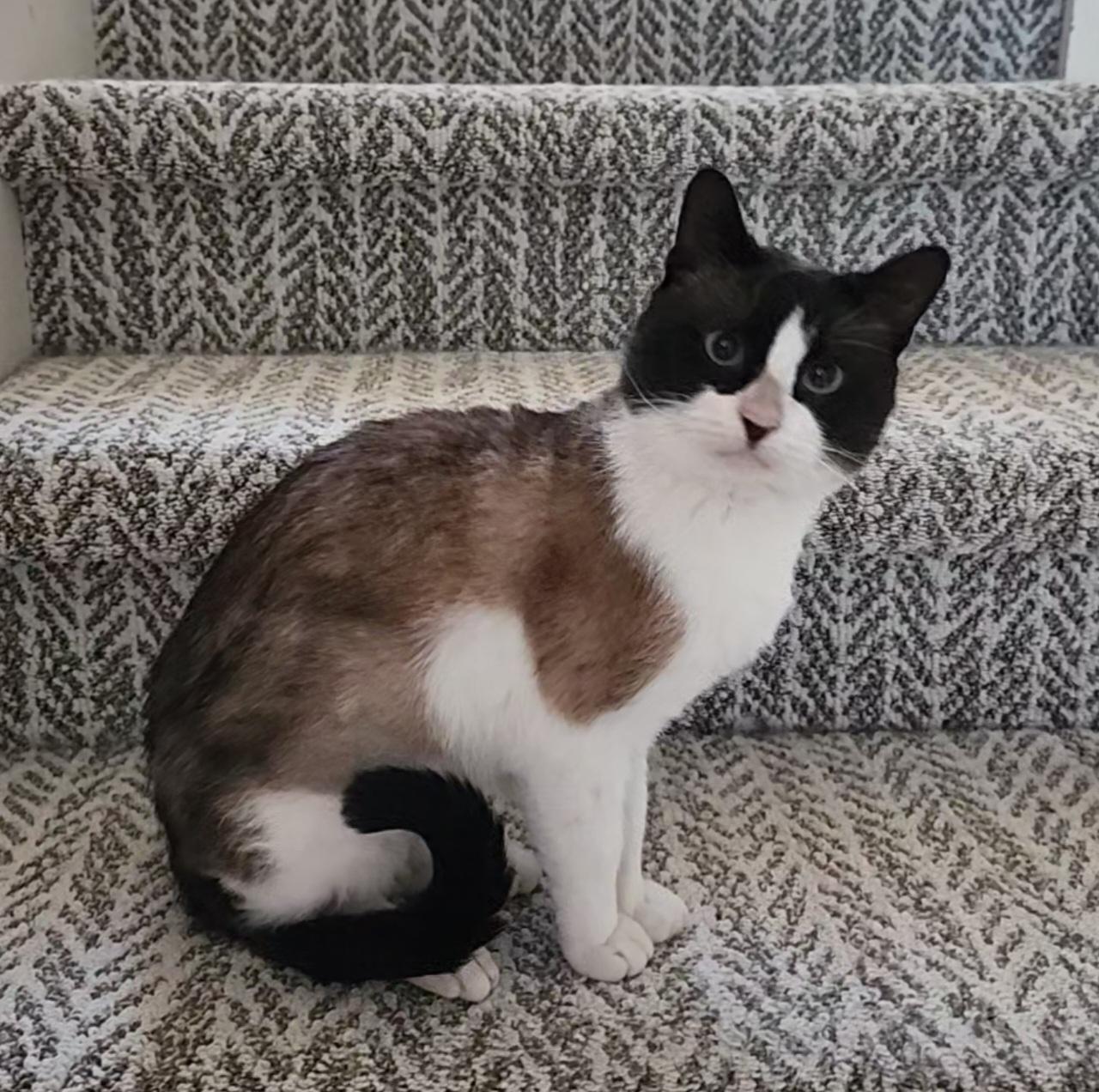 Enlarge Bandito (Snowshoe Siamese), a Adoptable mixed breed in Allen, TX image 2/6