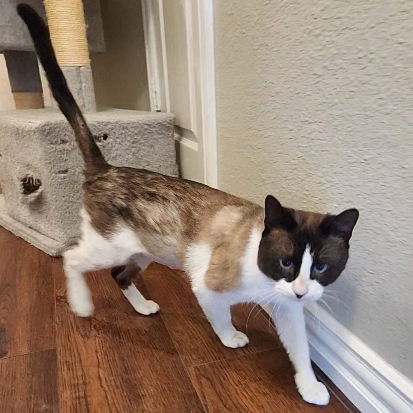 Enlarge Bandito (Snowshoe Siamese), a Adoptable mixed breed in Allen, TX image 6/6