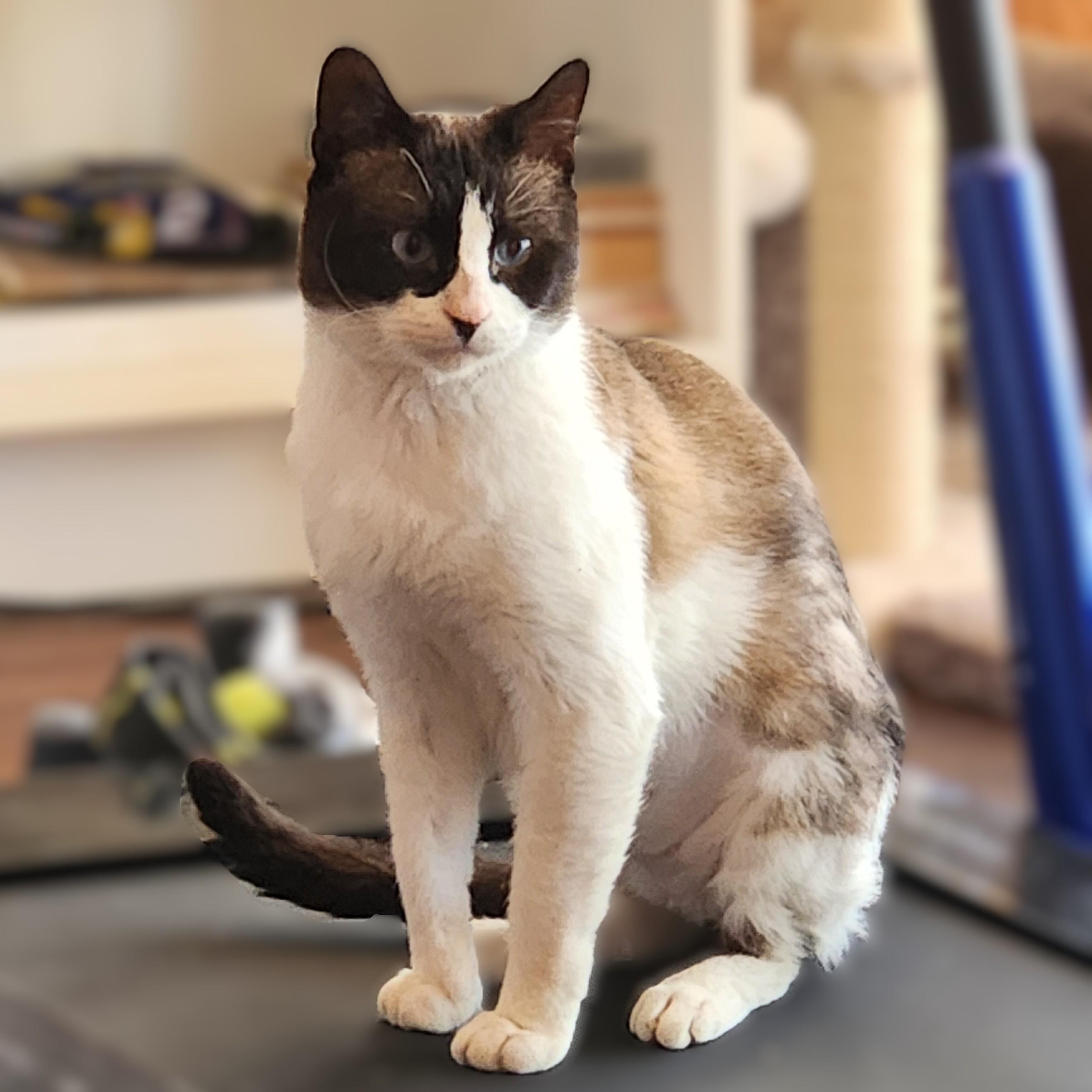 Enlarge Bandito (Snowshoe Siamese), a Adoptable mixed breed in Allen, TX image 1/6