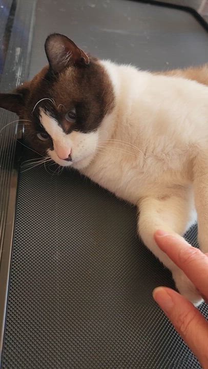 Enlarge Bandito (Snowshoe Siamese), a Adoptable mixed breed in Allen, TX video 4/6