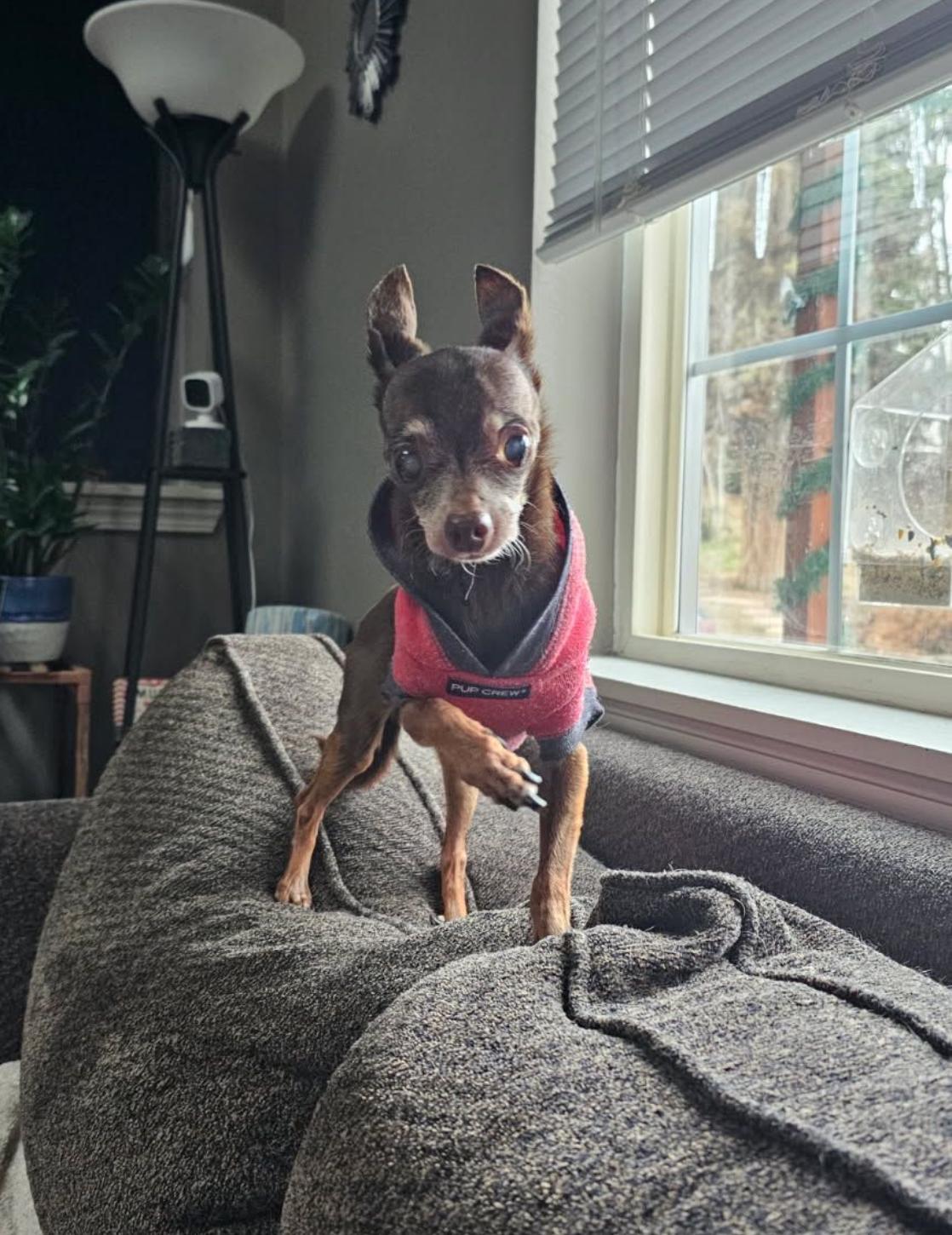 Enlarge Shaggy , a ADOPTABLE Chihuahua in Powell Butte, OR image 1/1