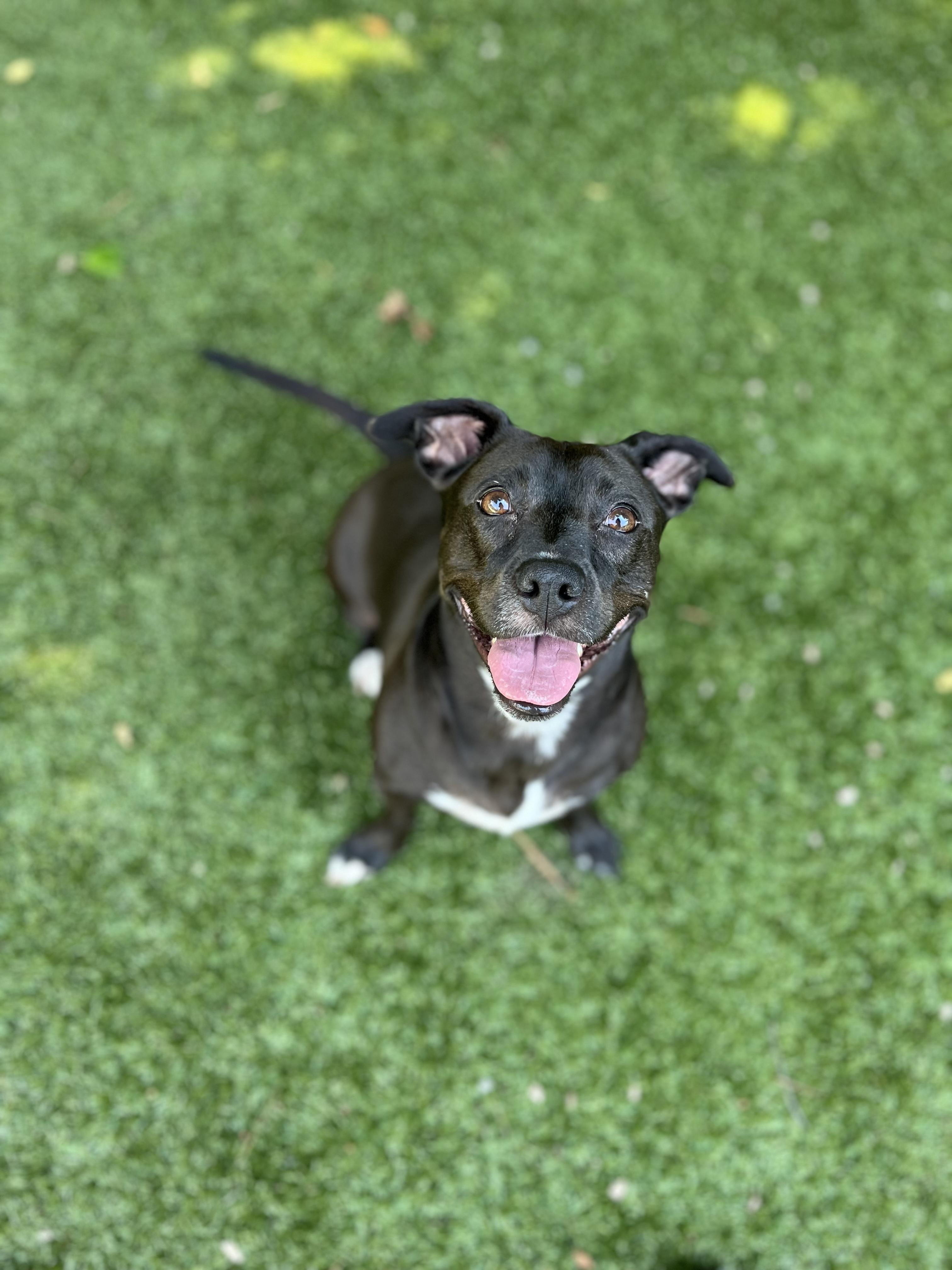 Enlarge Ms. Molly, a Adoptable mixed breed in Salisbury, NC image 2/6