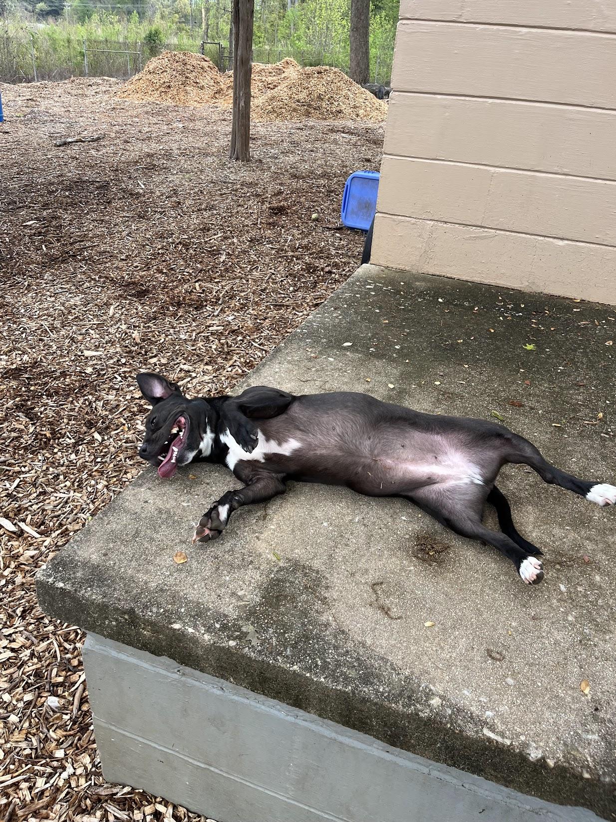 Enlarge Ms. Molly, a Adoptable mixed breed in Salisbury, NC image 6/6