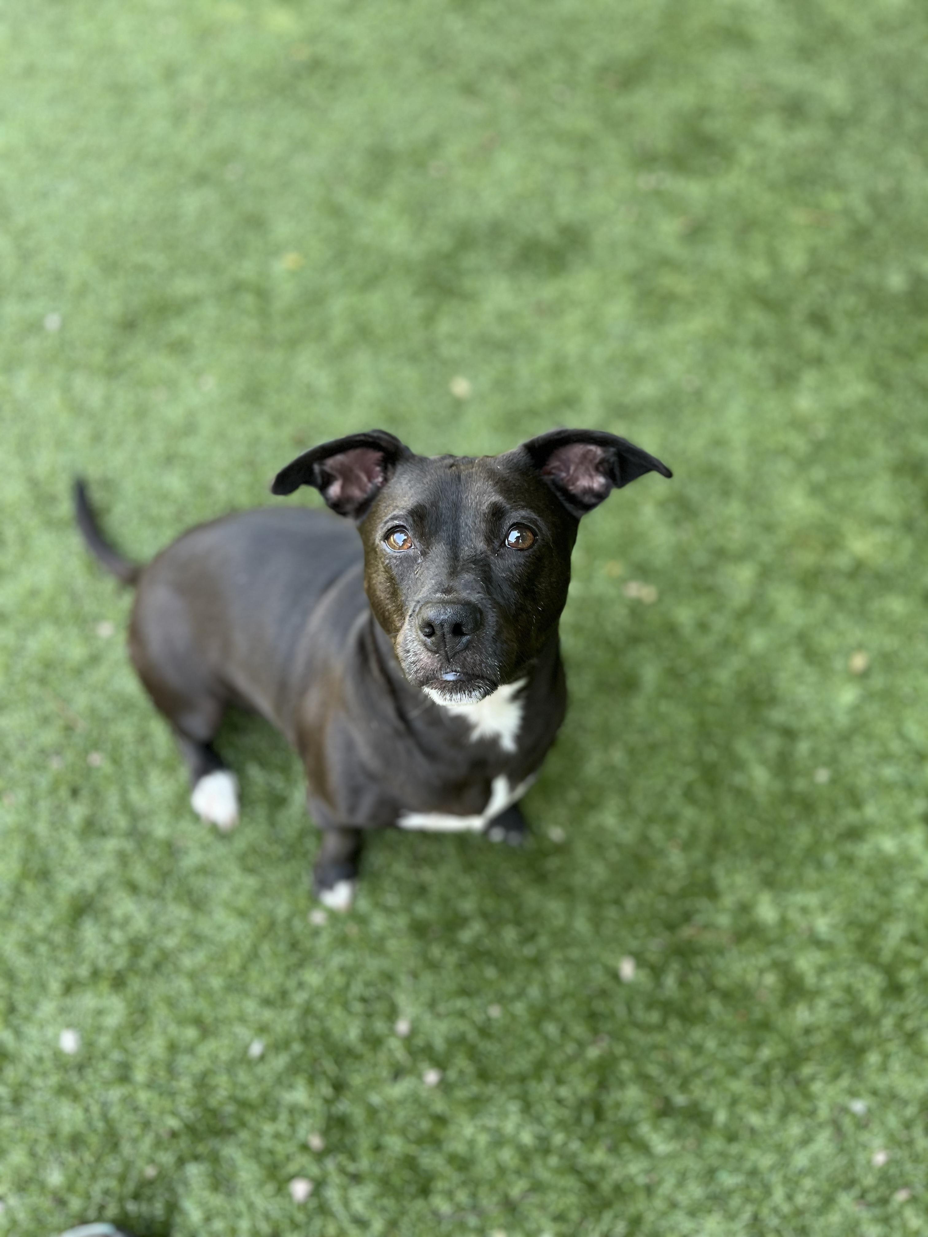 Enlarge Ms. Molly, a Adoptable mixed breed in Salisbury, NC image 1/6