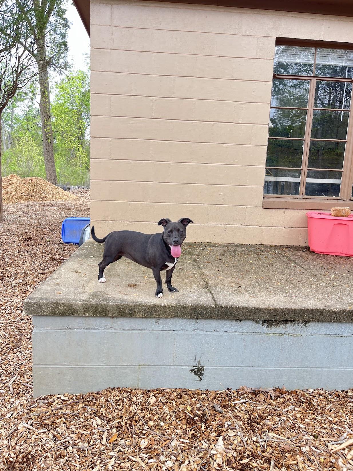 Enlarge Ms. Molly, a Adoptable mixed breed in Salisbury, NC image 5/6