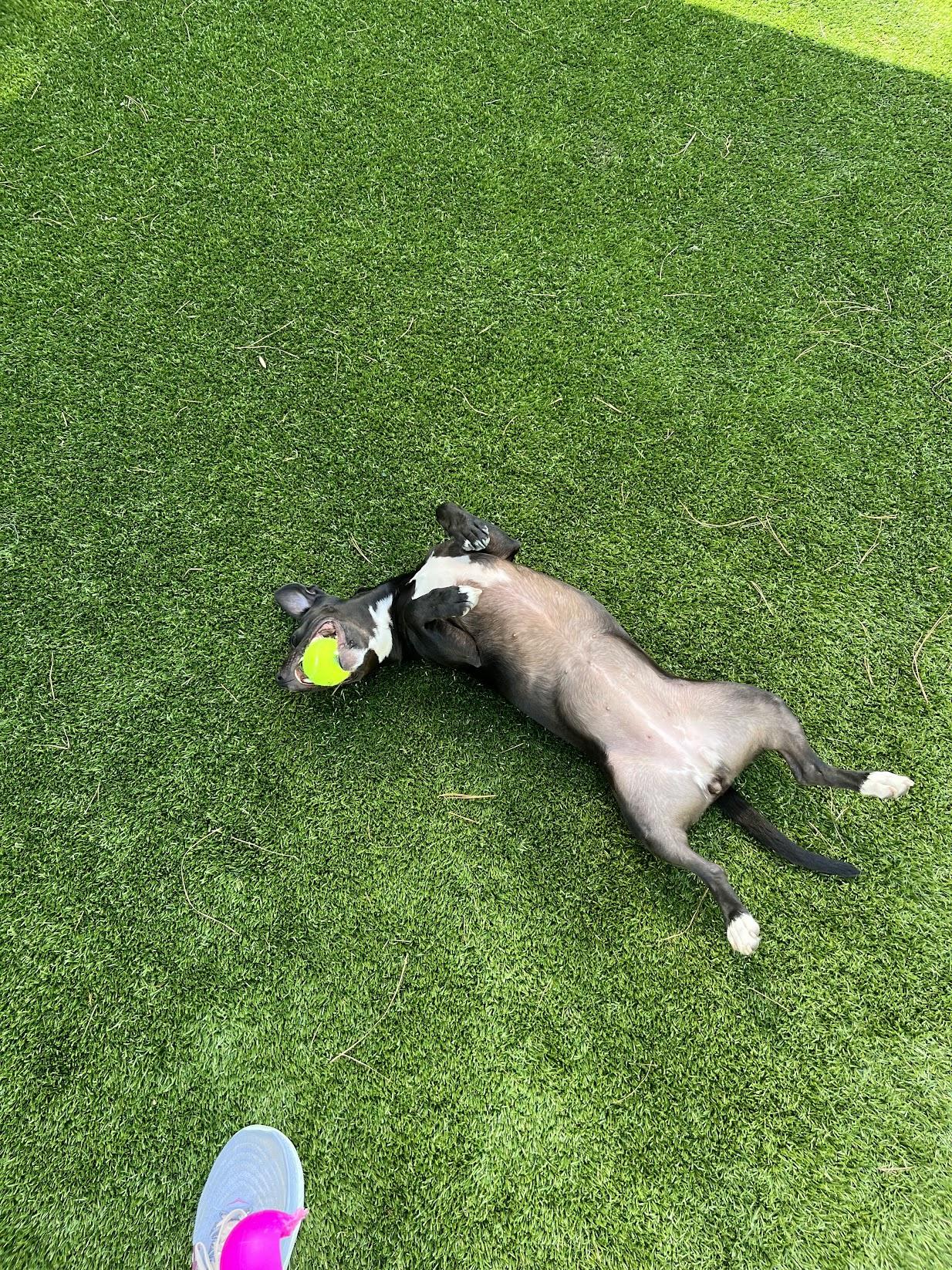 Enlarge Ms. Molly, a Adoptable mixed breed in Salisbury, NC image 3/6