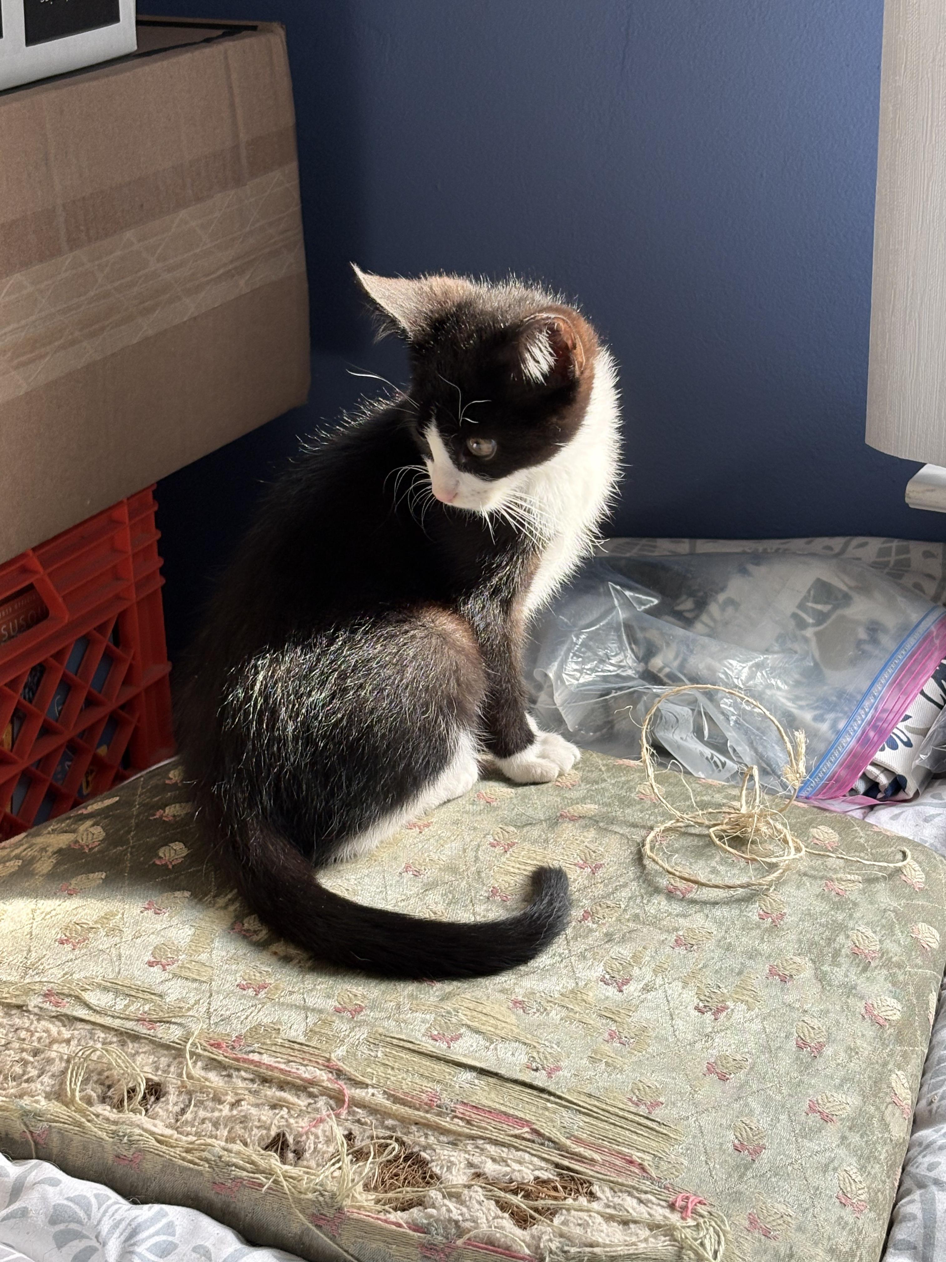 Enlarge Flossie, a ADOPTABLE mixed breed in Cedars, PA image 2/6