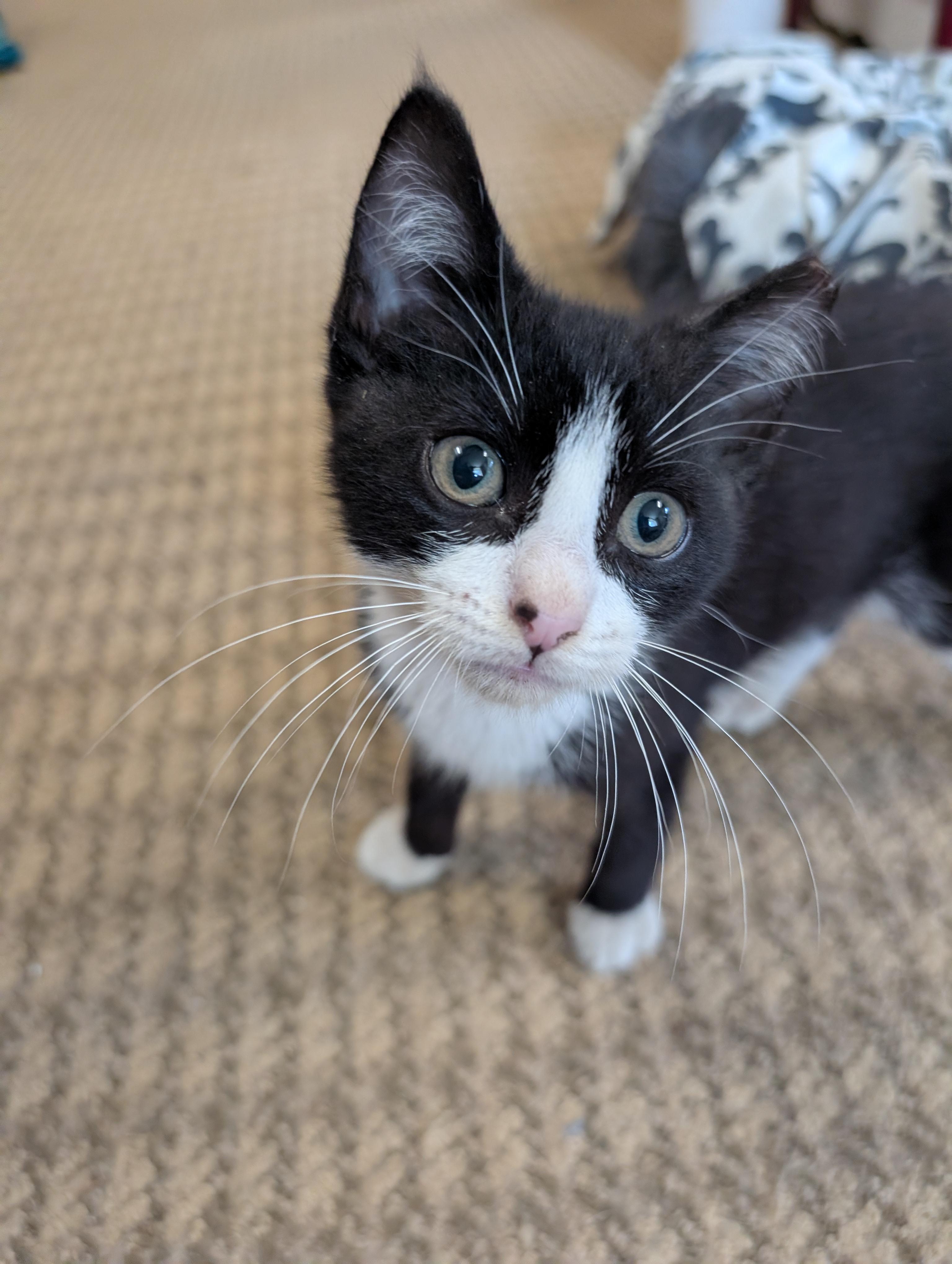 Flossie, ADOPTABLE, Kitten Female Domestic Short Hair & Tuxedo.