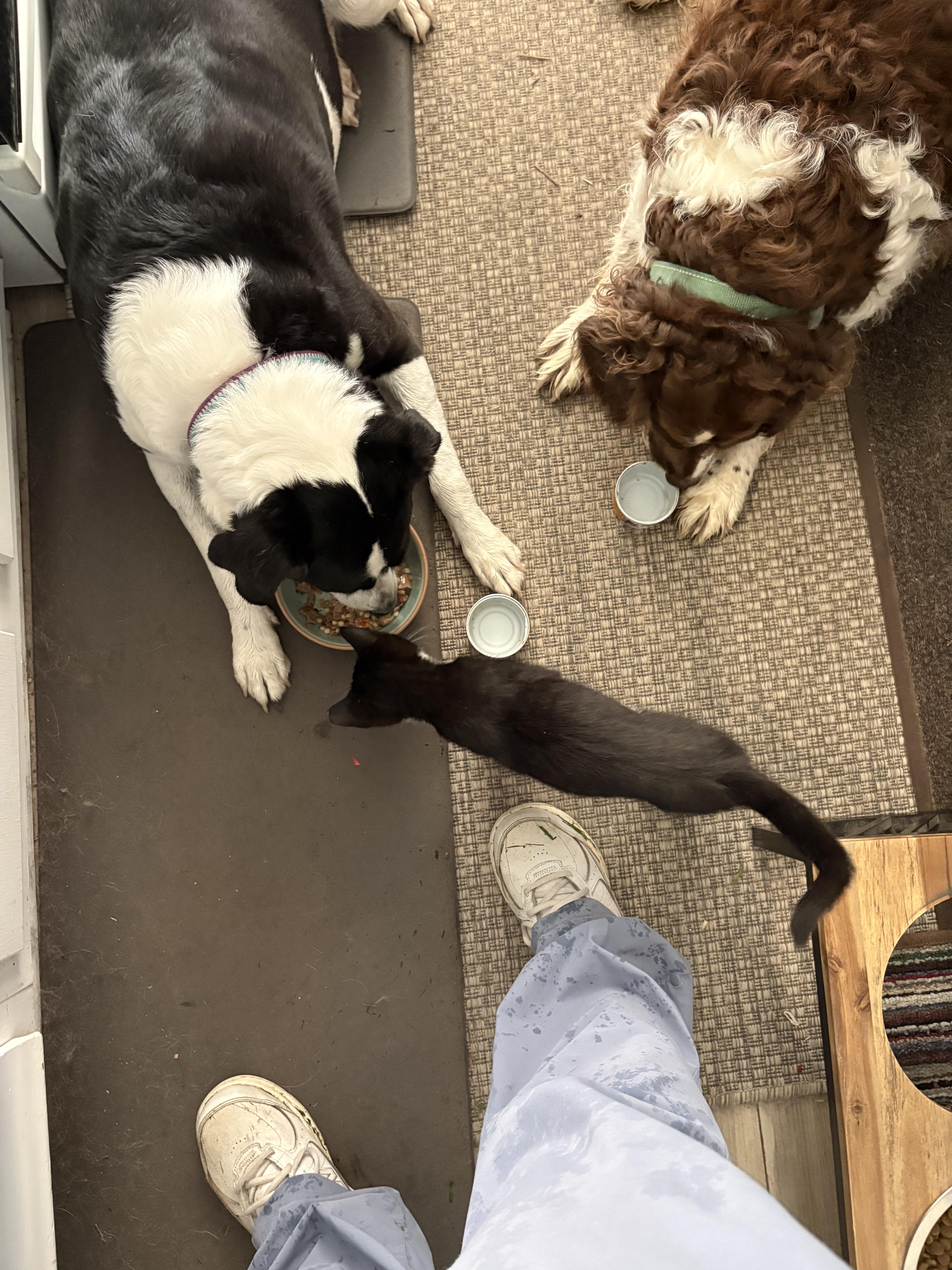 Enlarge Flossie, a ADOPTABLE mixed breed in Cedars, PA image 6/6
