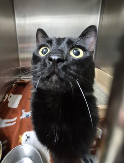 Enlarge Oasis, a ADOPTABLE Domestic Short Hair in Butte, MT image 1/1