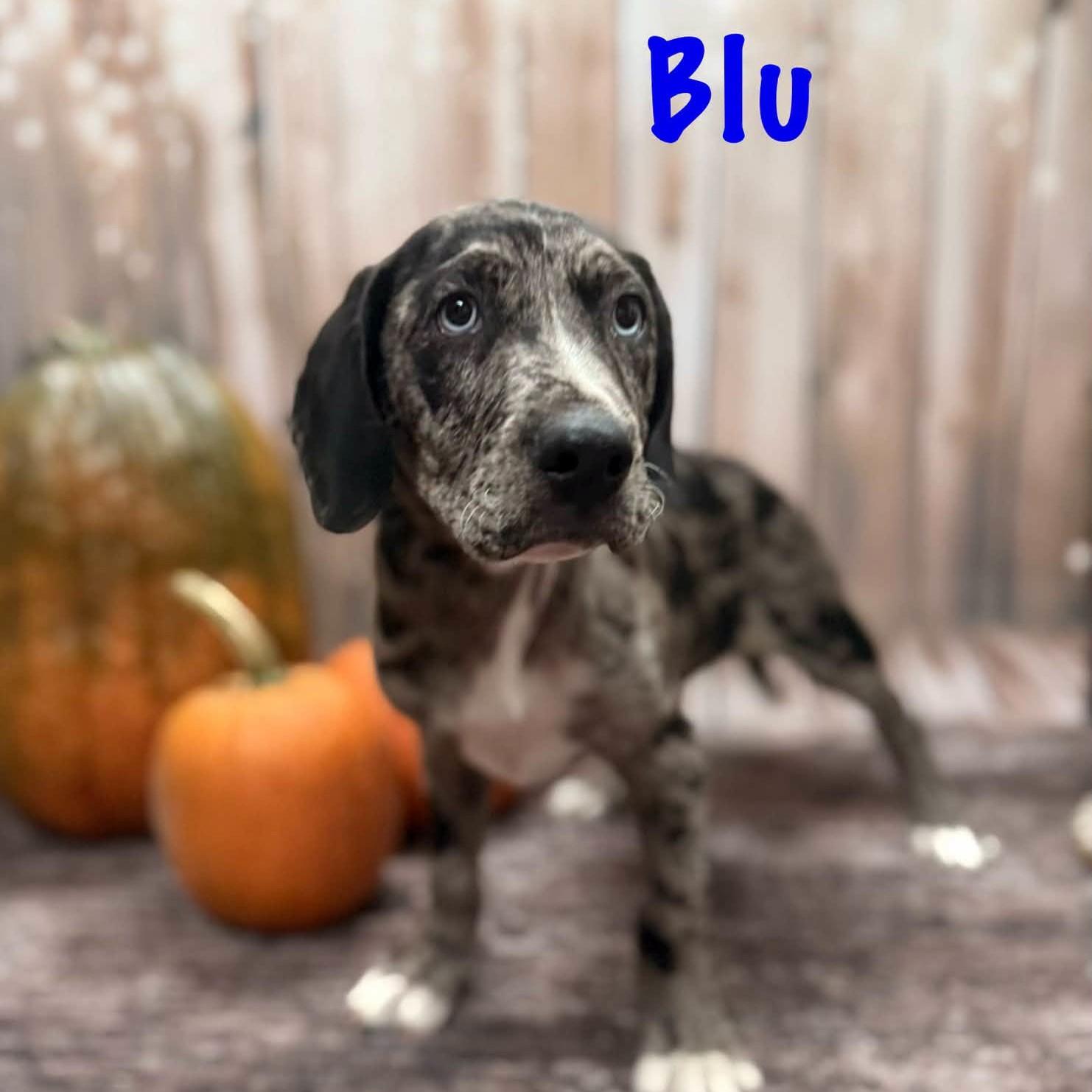 Blu, Adopted, Puppy Male Hound.