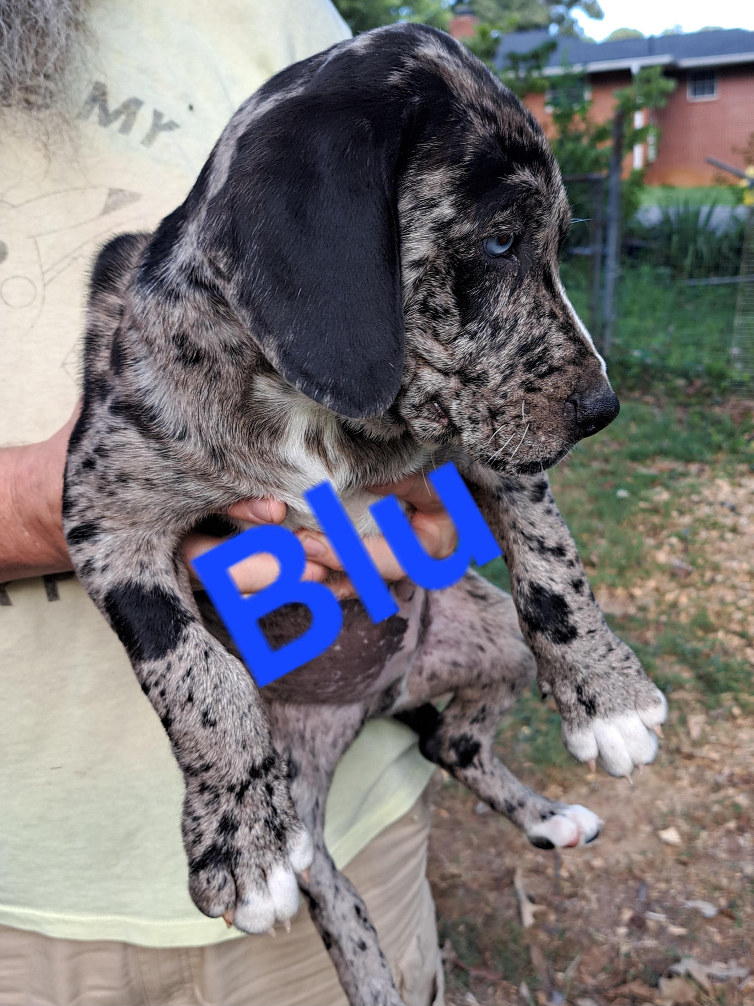 Enlarge Blu, a Adopted mixed breed in Albany, NY image 3/3