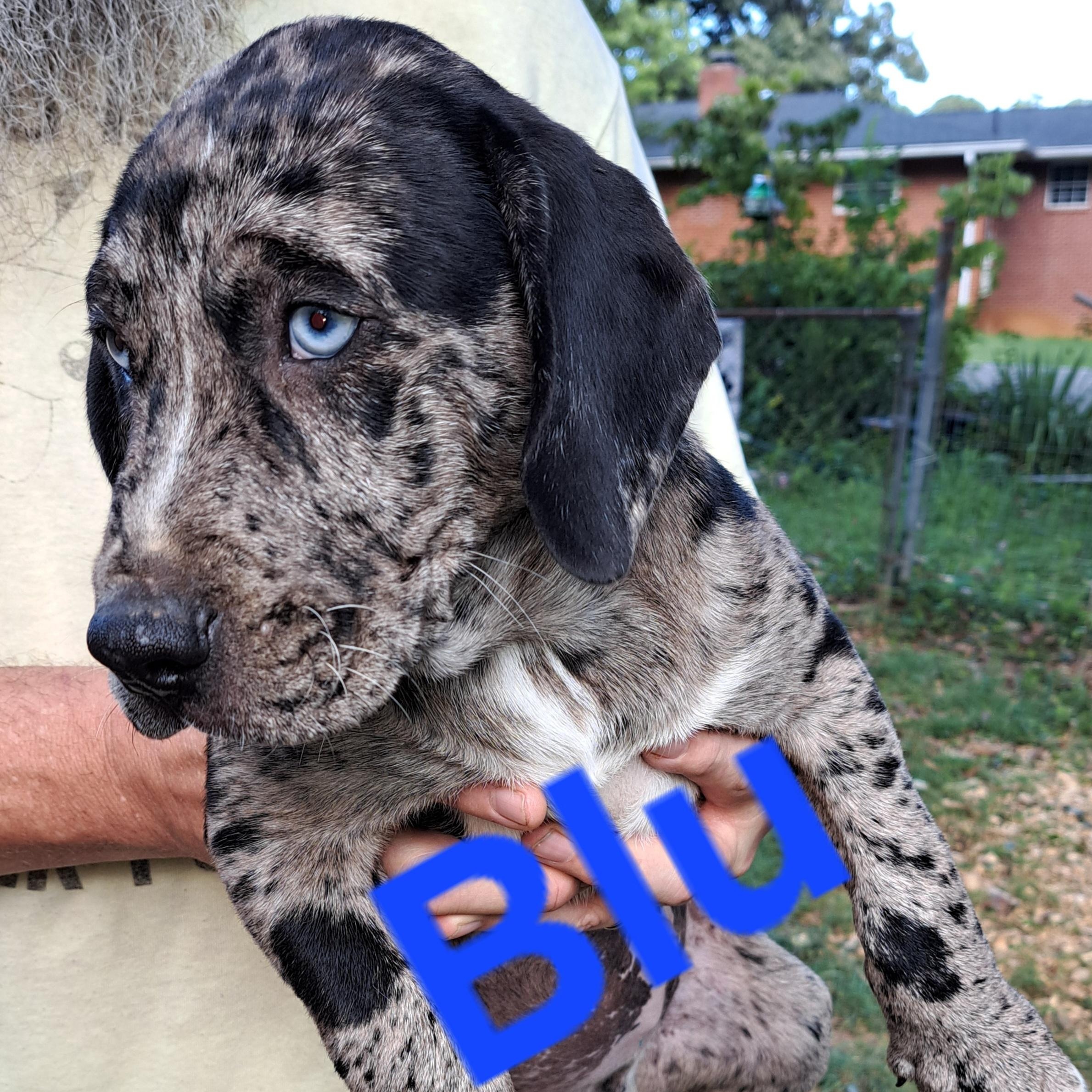 Enlarge Blu, a Adopted mixed breed in Albany, NY image 2/3