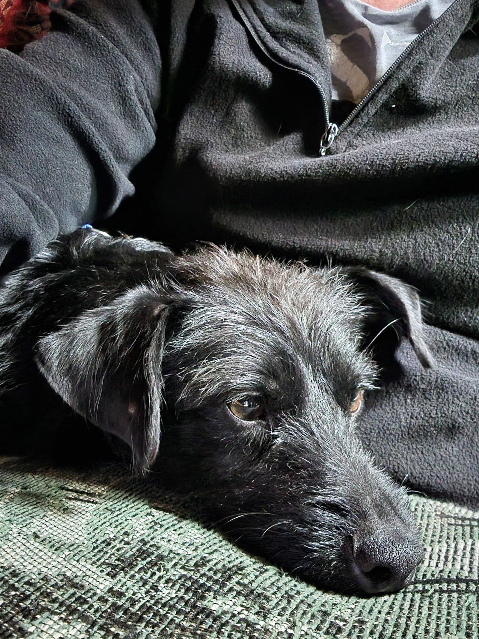 Adoption Pending - Brooks, a Adoptable Terrier in Emmett, ID image 1/3