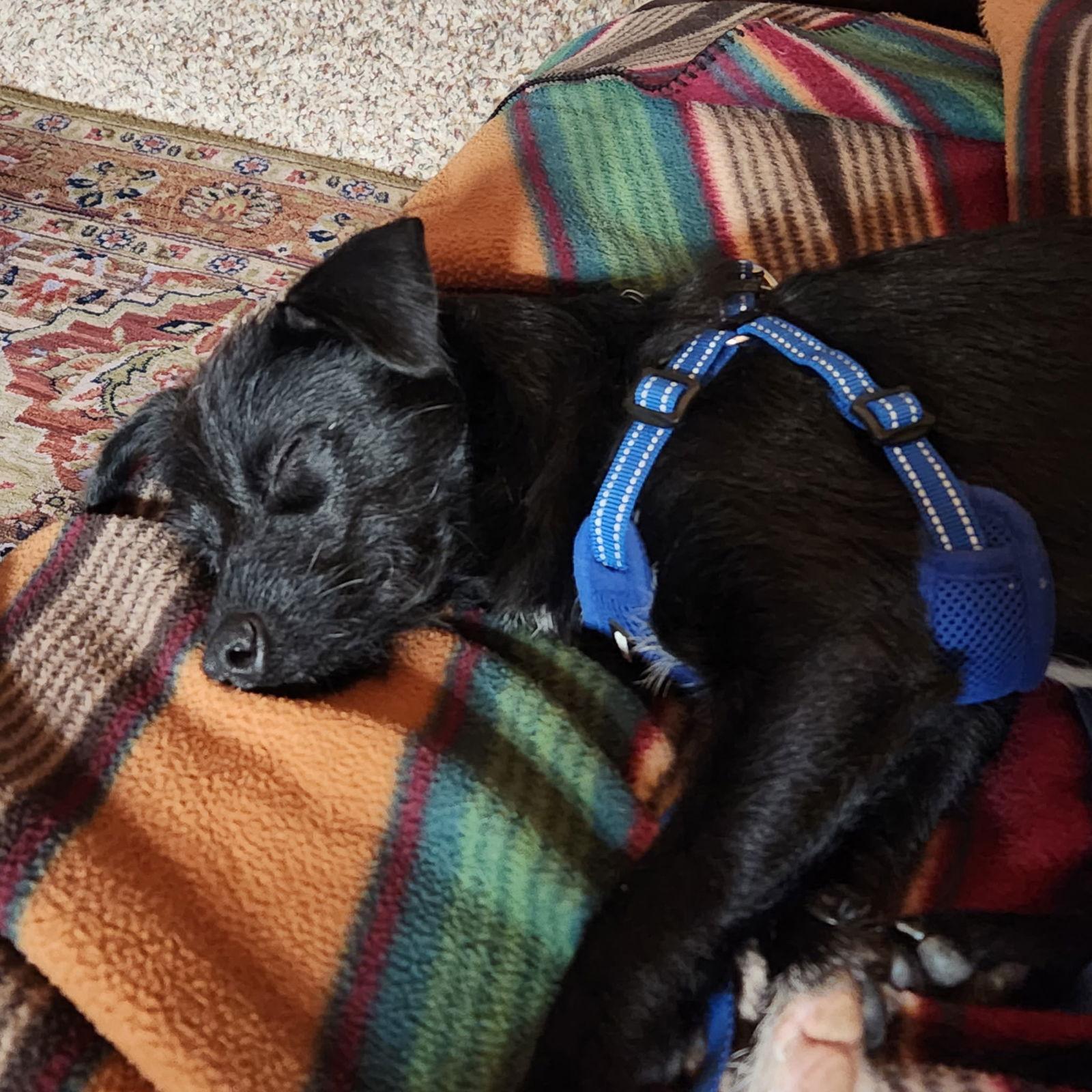 Adoption Pending - Brooks, a Adoptable Terrier in Emmett, ID image 2/3