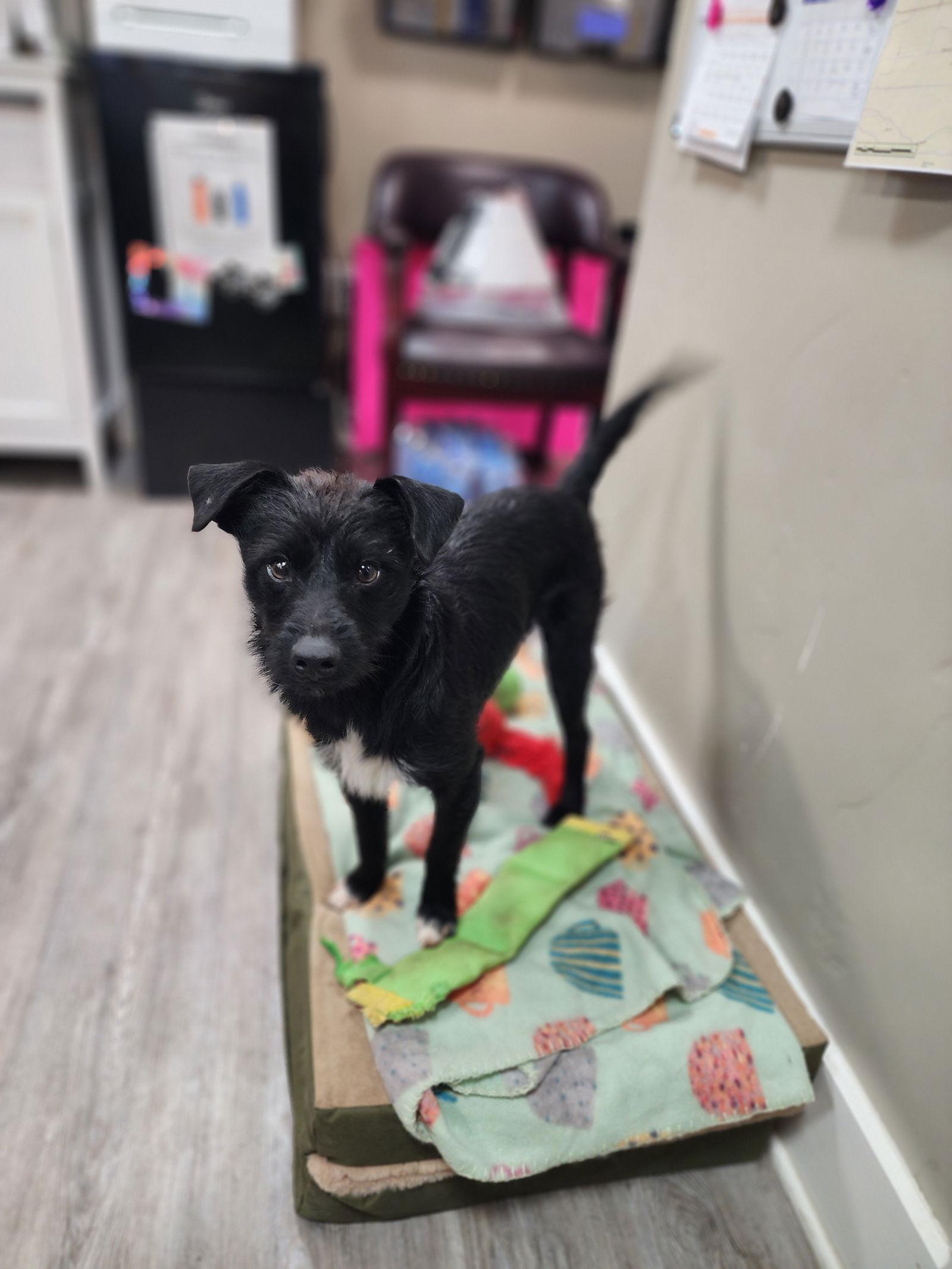 Adoption Pending - Brooks, a Adoptable Terrier in Emmett, ID image 3/3