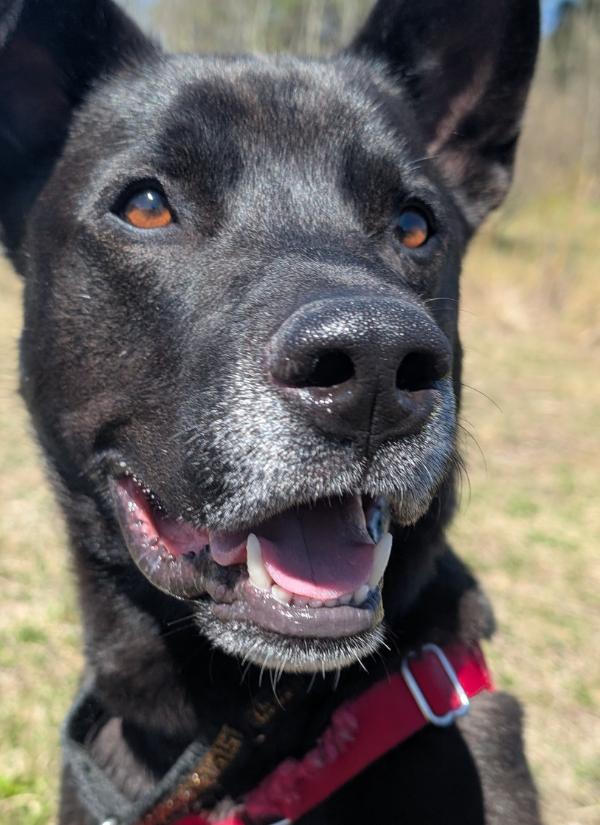 Oreo, a Adopted mixed breed in Guelph, ON image 1/3