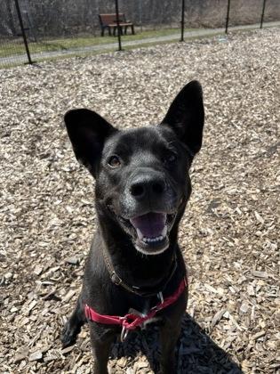 Oreo, a Adopted mixed breed in Guelph, ON image 2/3