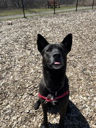 Oreo, a Adopted mixed breed in Guelph, ON image 3/3