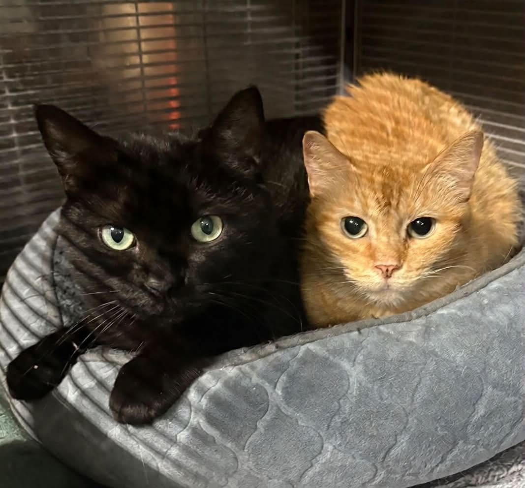 GEORGIA, a Adoptable Domestic Short Hair in Tillsonburg, ON image 4/6