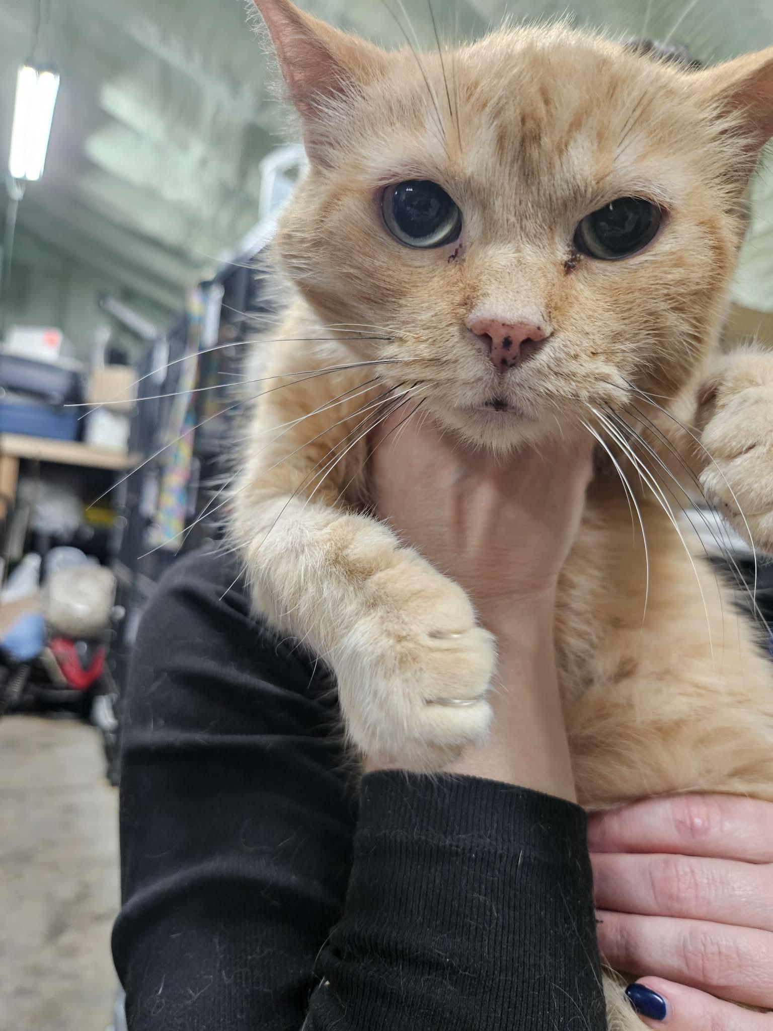 GEORGIA, a Adoptable Domestic Short Hair in Tillsonburg, ON image 3/6