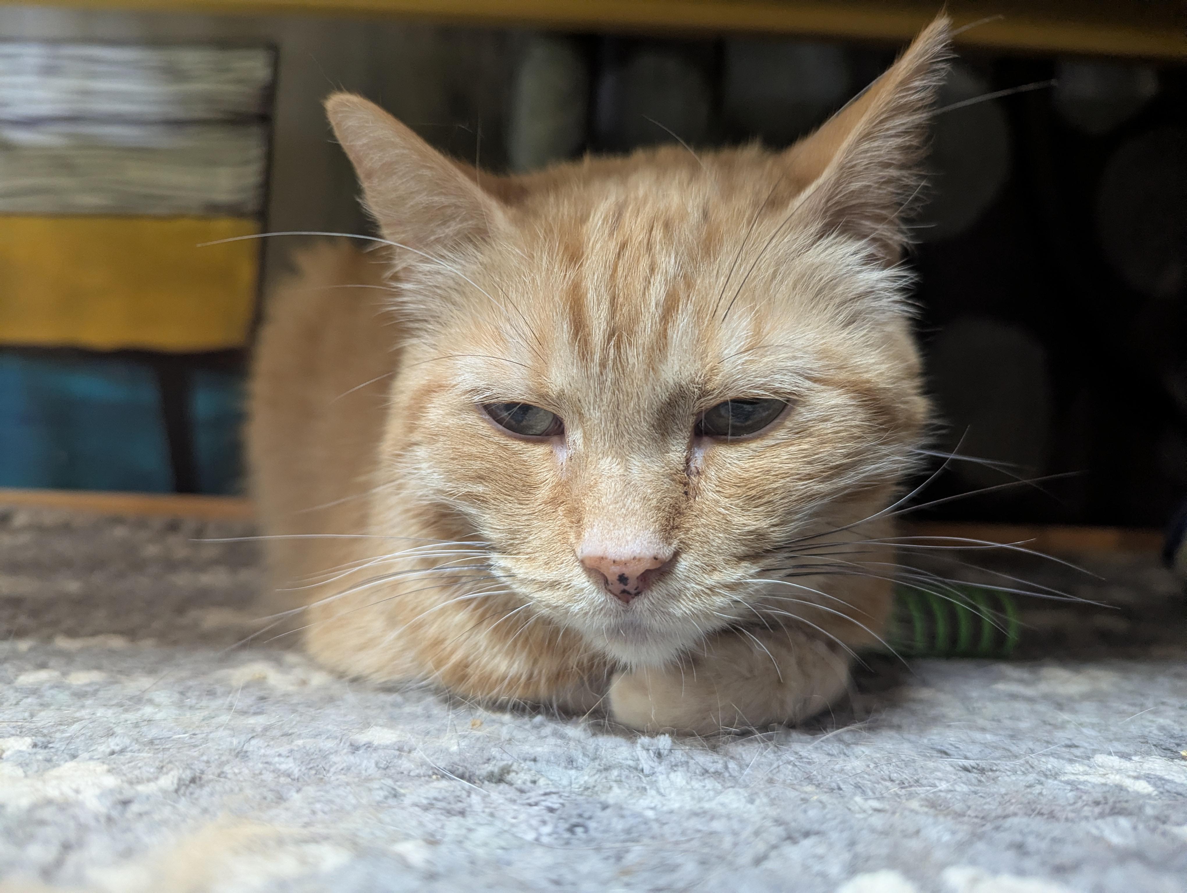 GEORGIA, a Adoptable Domestic Short Hair in Tillsonburg, ON image 2/6