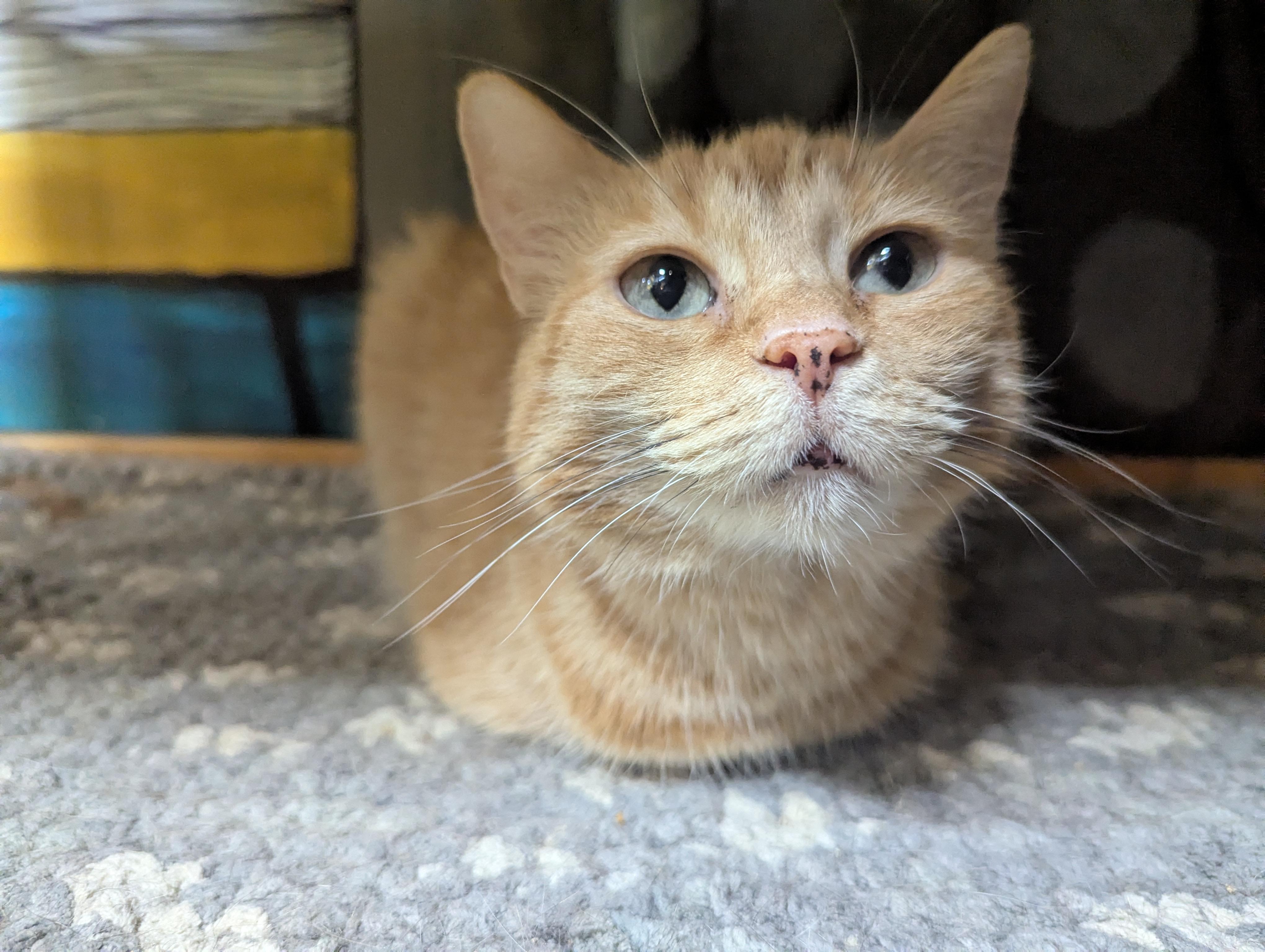 GEORGIA, a Adoptable Domestic Short Hair in Tillsonburg, ON image 1/6