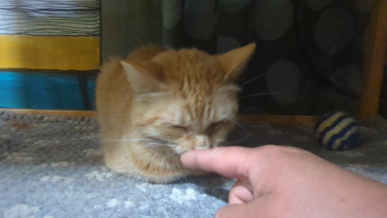 Enlarge GEORGIA, a Adoptable Domestic Short Hair in Tillsonburg, ON video 5/6