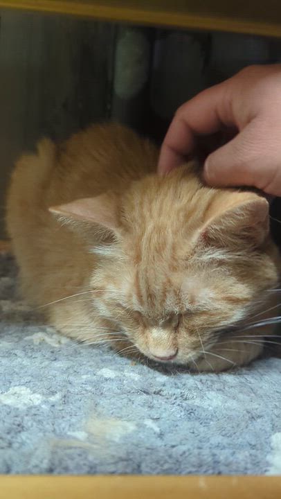 Enlarge GEORGIA, a Adoptable Domestic Short Hair in Tillsonburg, ON video 6/6