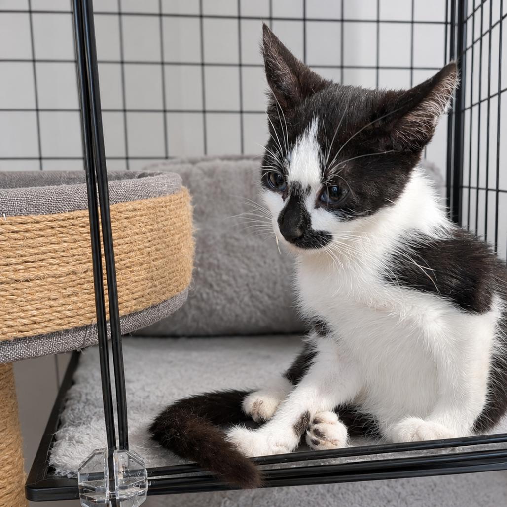 Enlarge Miso, a Adoptable Domestic Short Hair in Medford, NJ image 1/2
