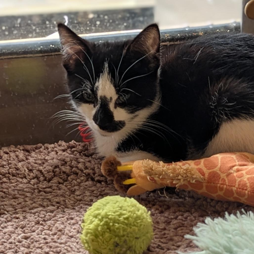 Enlarge Miso, a Adoptable Domestic Short Hair in Medford, NJ image 2/2