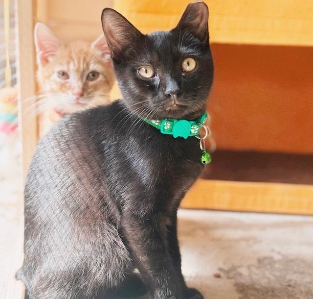 Rupert, Adoptable, Kitten Male Bombay & Domestic Short Hair.