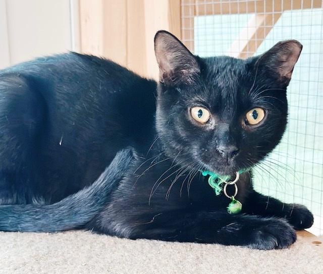 Rupert, a Adoptable mixed breed in Philadelphia, PA image 4/5